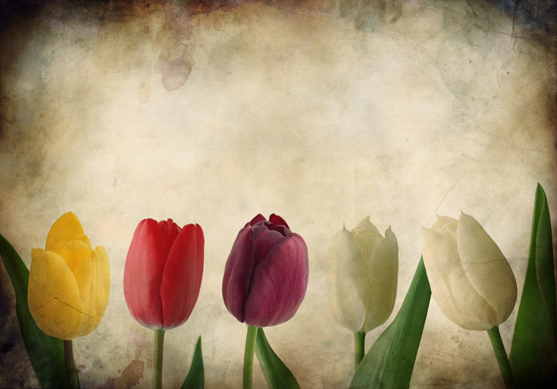 grunge textures tulip tulips flower paper