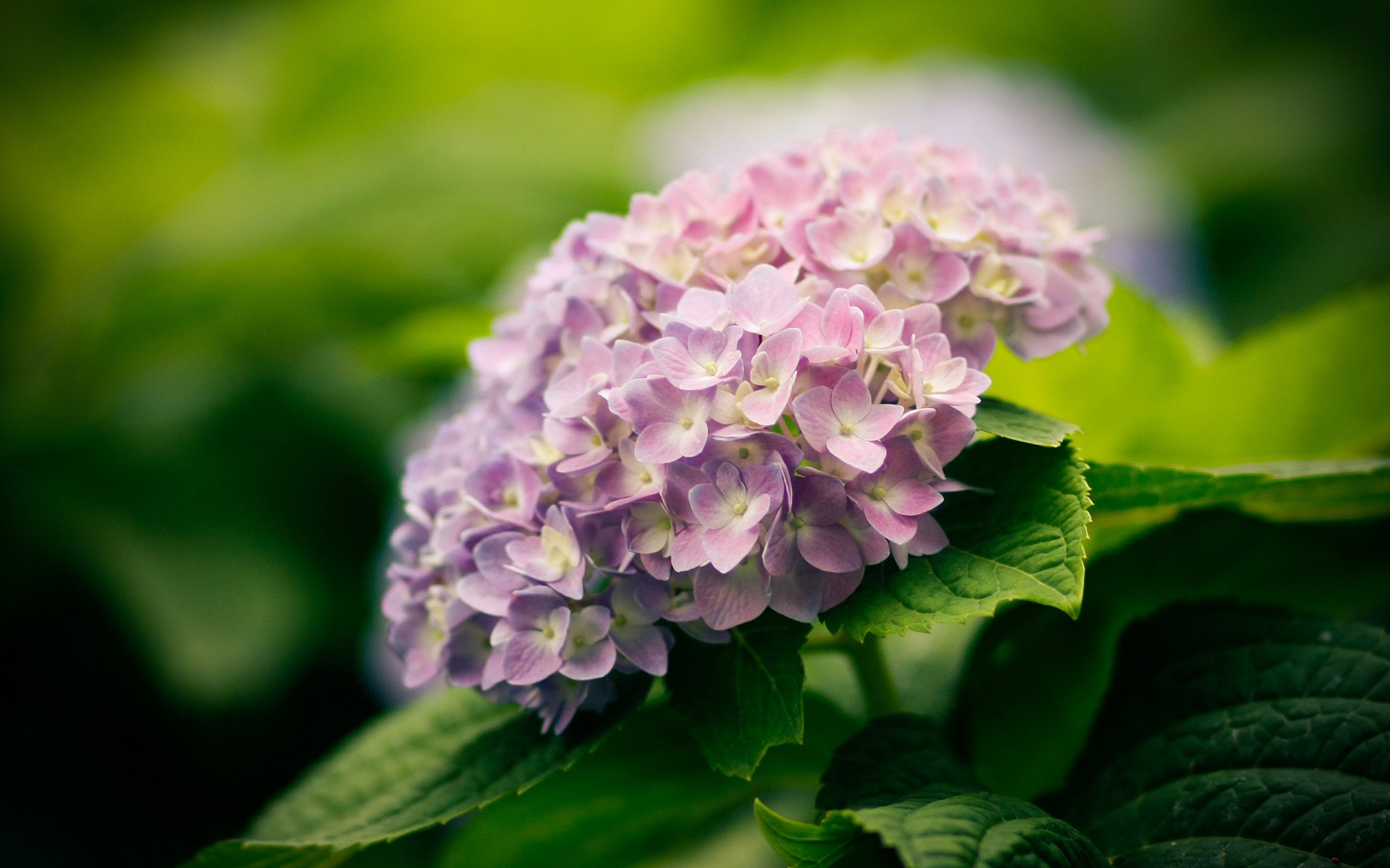 naturaleza plantas flores hortensia hojas floración papel pintado