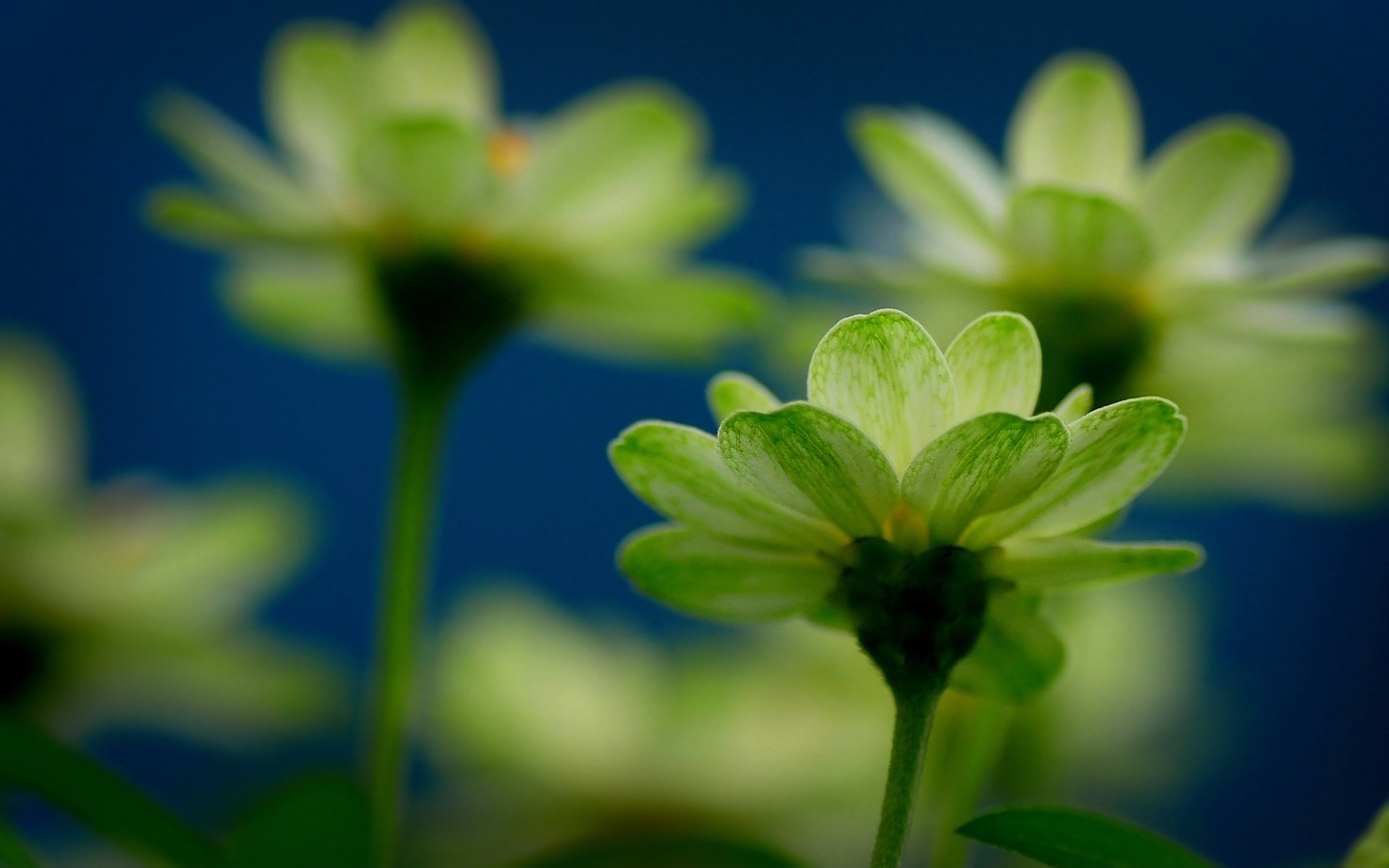 flowers flowers flower freshness mood focu