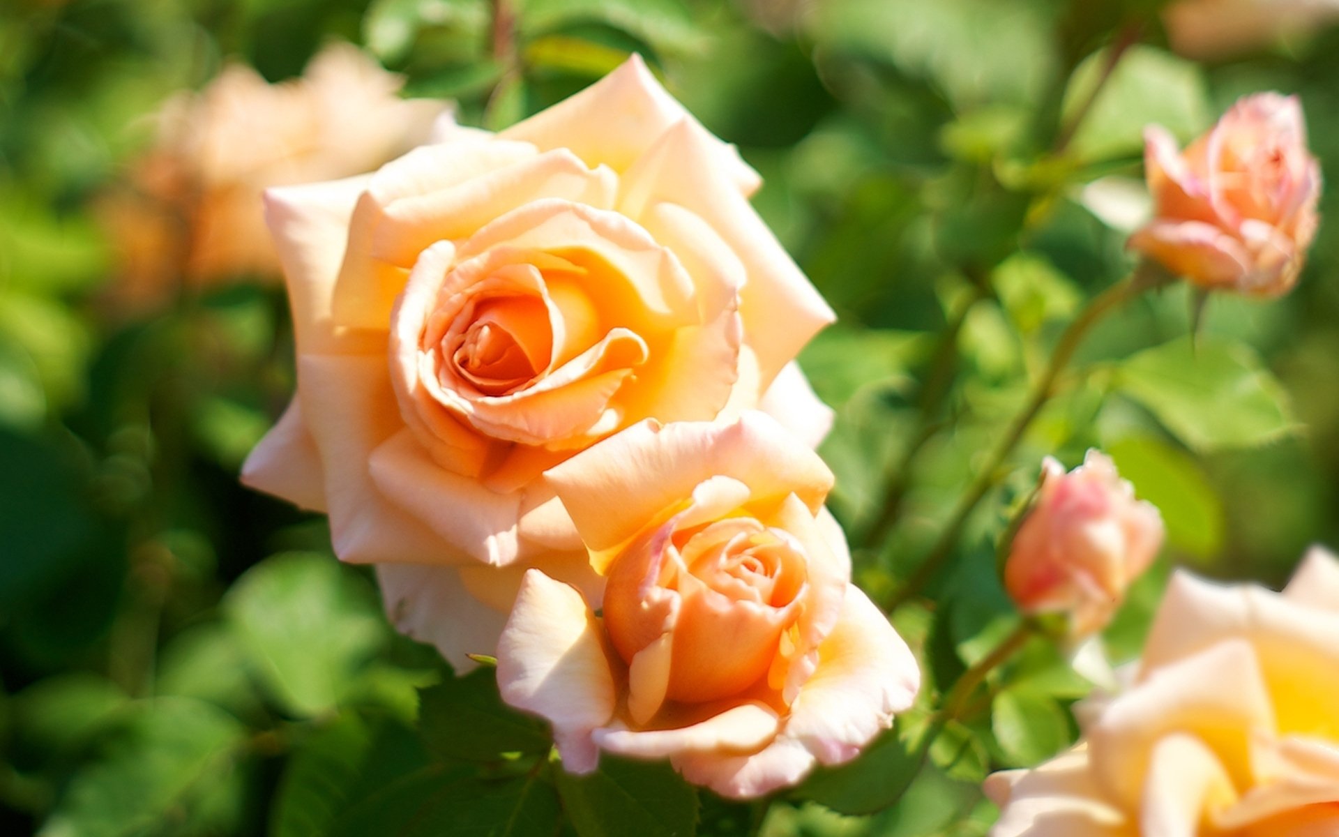 roses orange flower close up blur flower