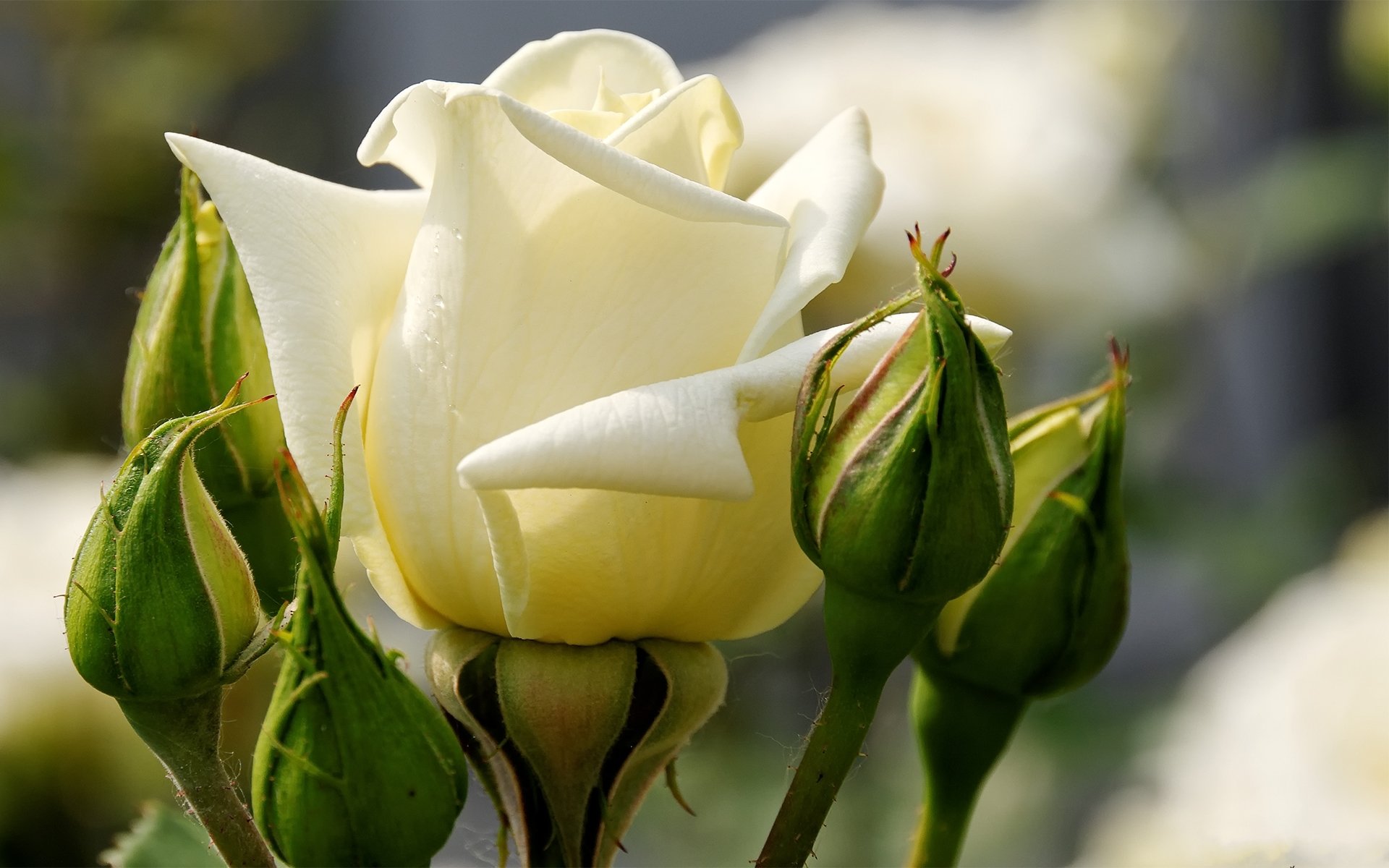 rosa bianco petali boccioli macro