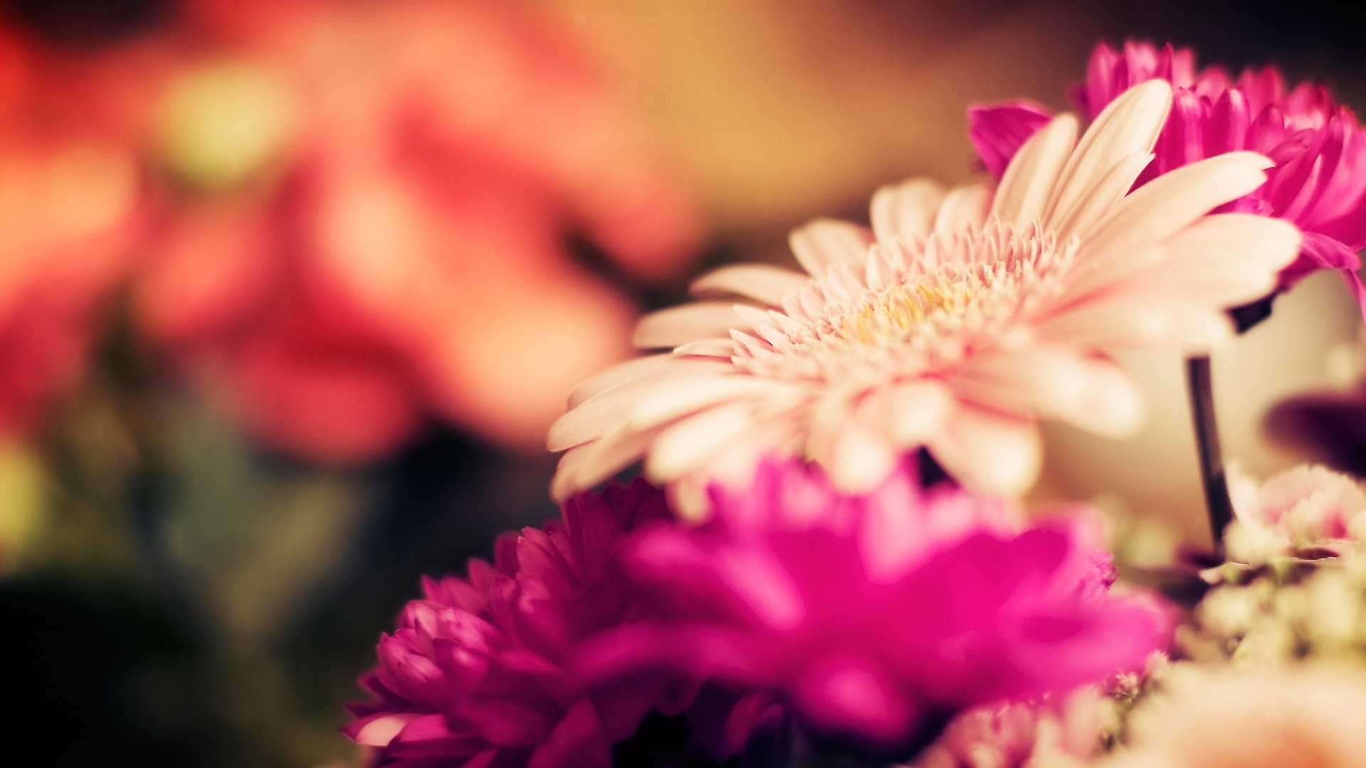 flowers gerbera focus stems buds macro petals nature