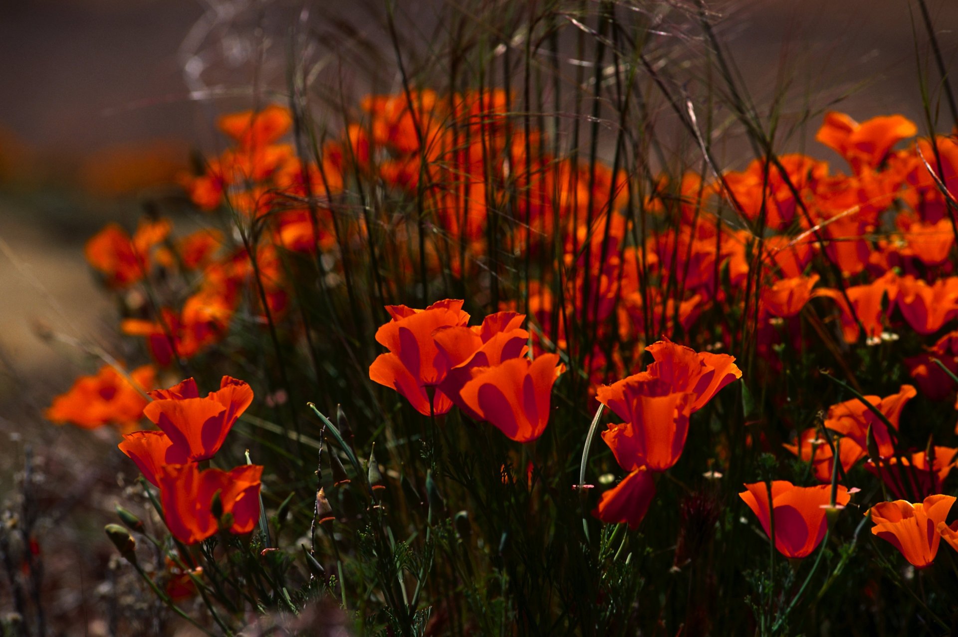 coquelicots fleurs bourgeons pétales rouges herbe nature