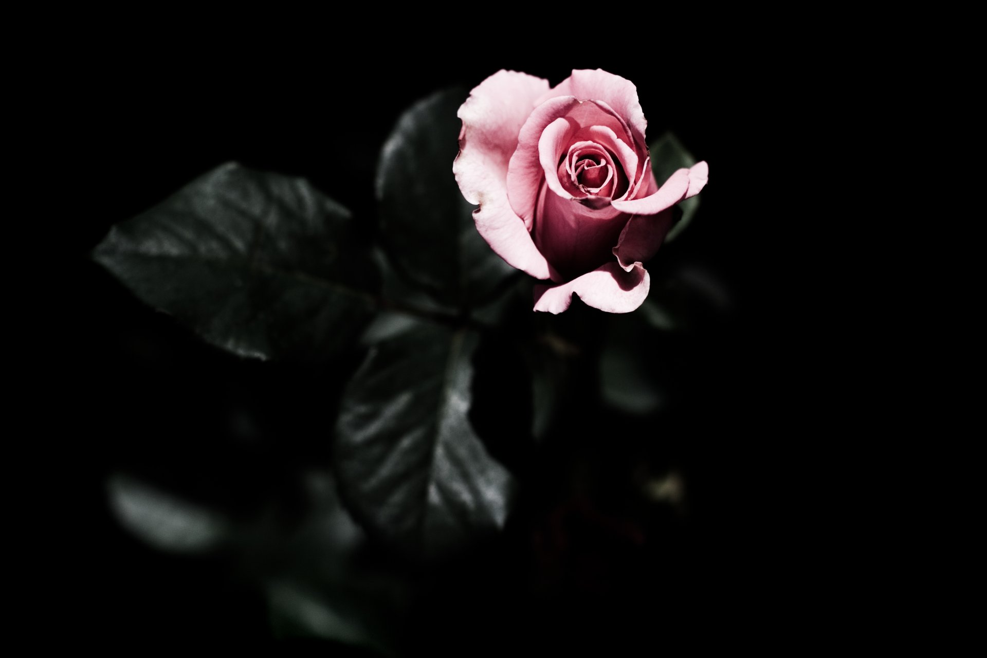 rose pink dark background leave