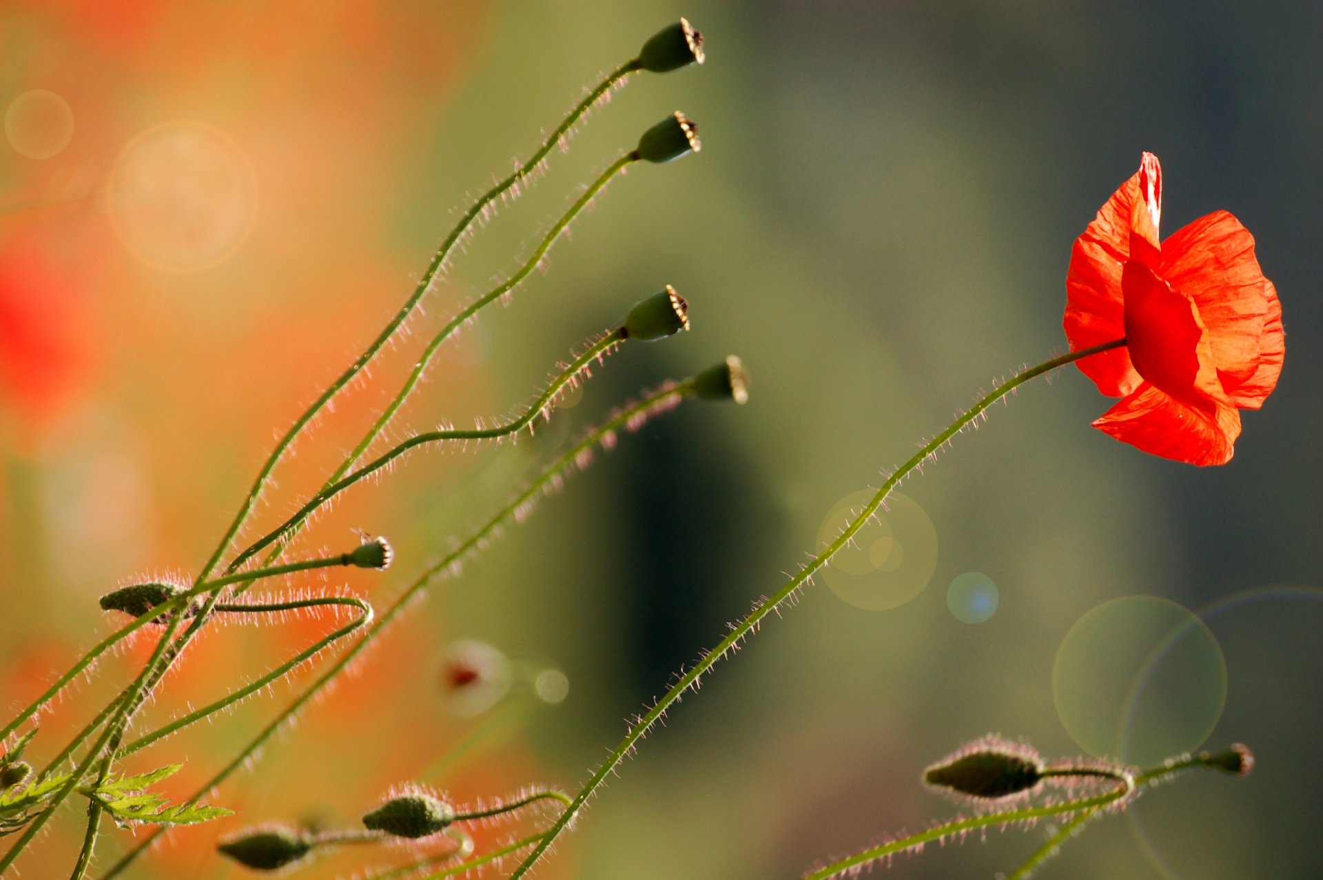 poppy red flower stems light glare nature flowers macro