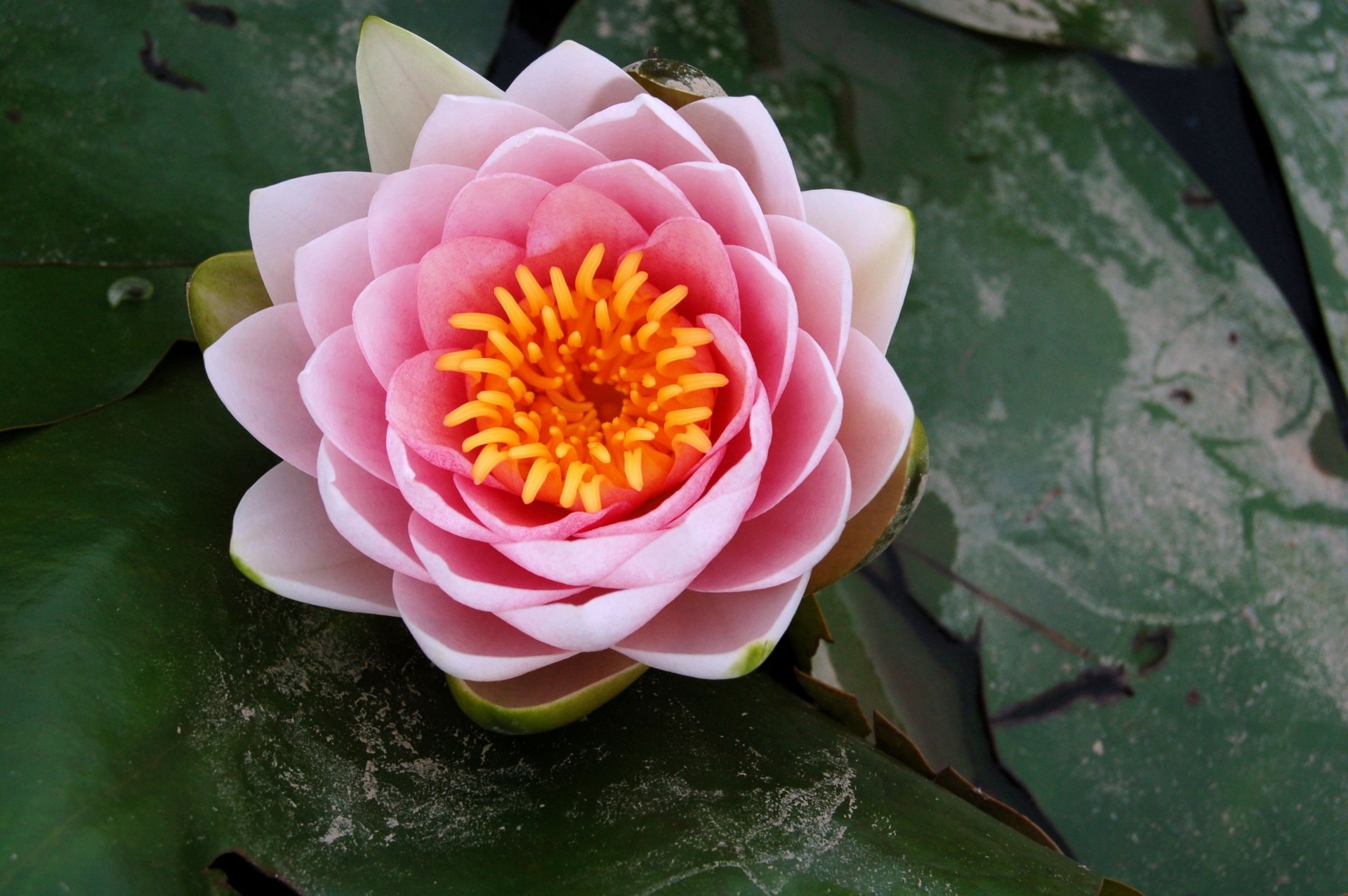 water lily lotus petals pink