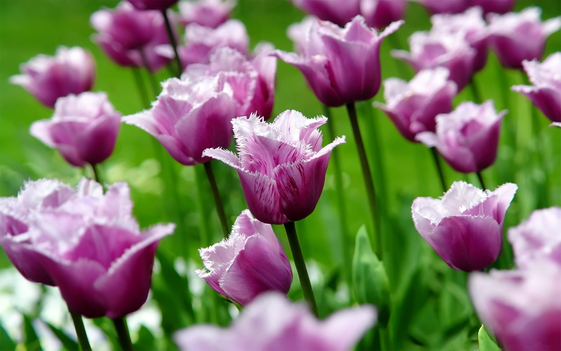 tulpen tulpe blumen blume knospen blütenblätter frühling natur makro