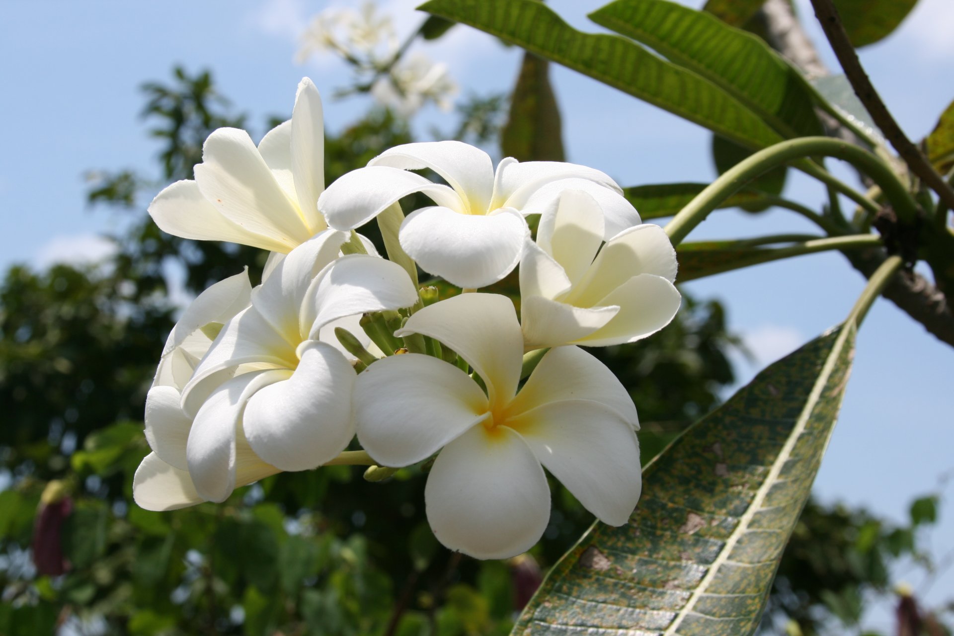 fleurs nature magnolia mer thaïlande voyage arbre repos promenade humeur