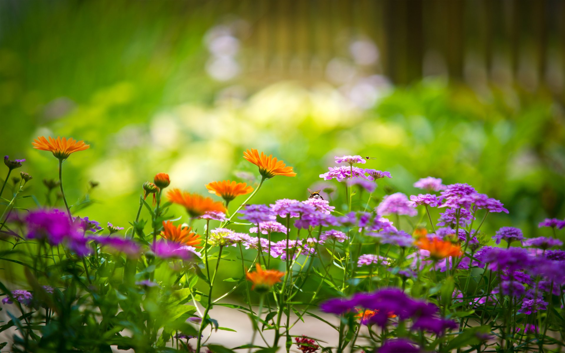 fleurs multicolore jardin verdure macro fond