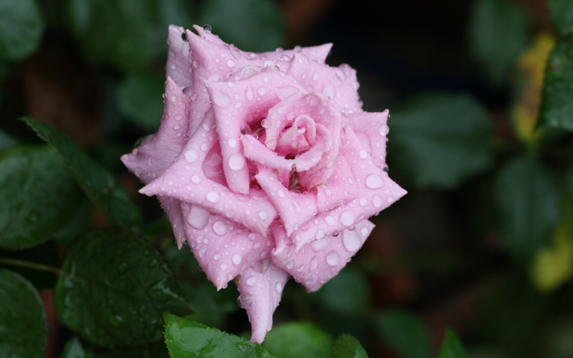 rosa rosa flor brote pétalos rocío gotas agua macro