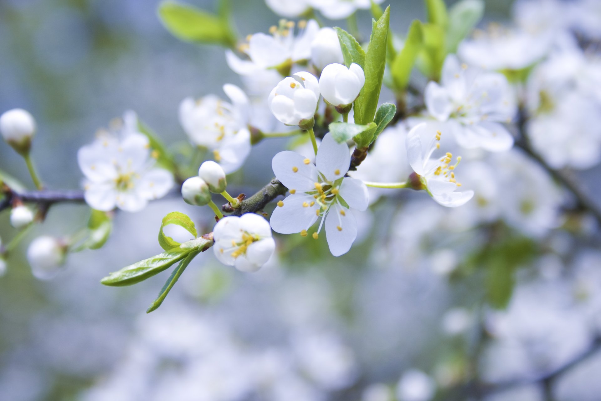 apple bloom flower buds petals white branch spring nature close up