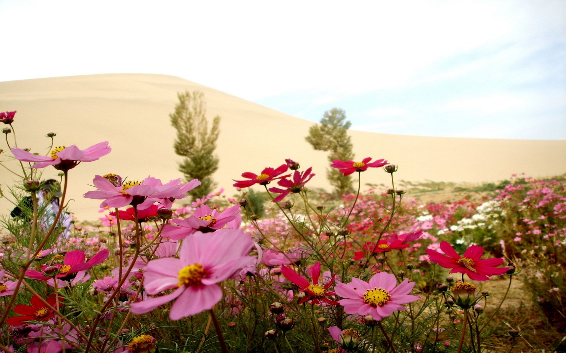 fiori natura estate