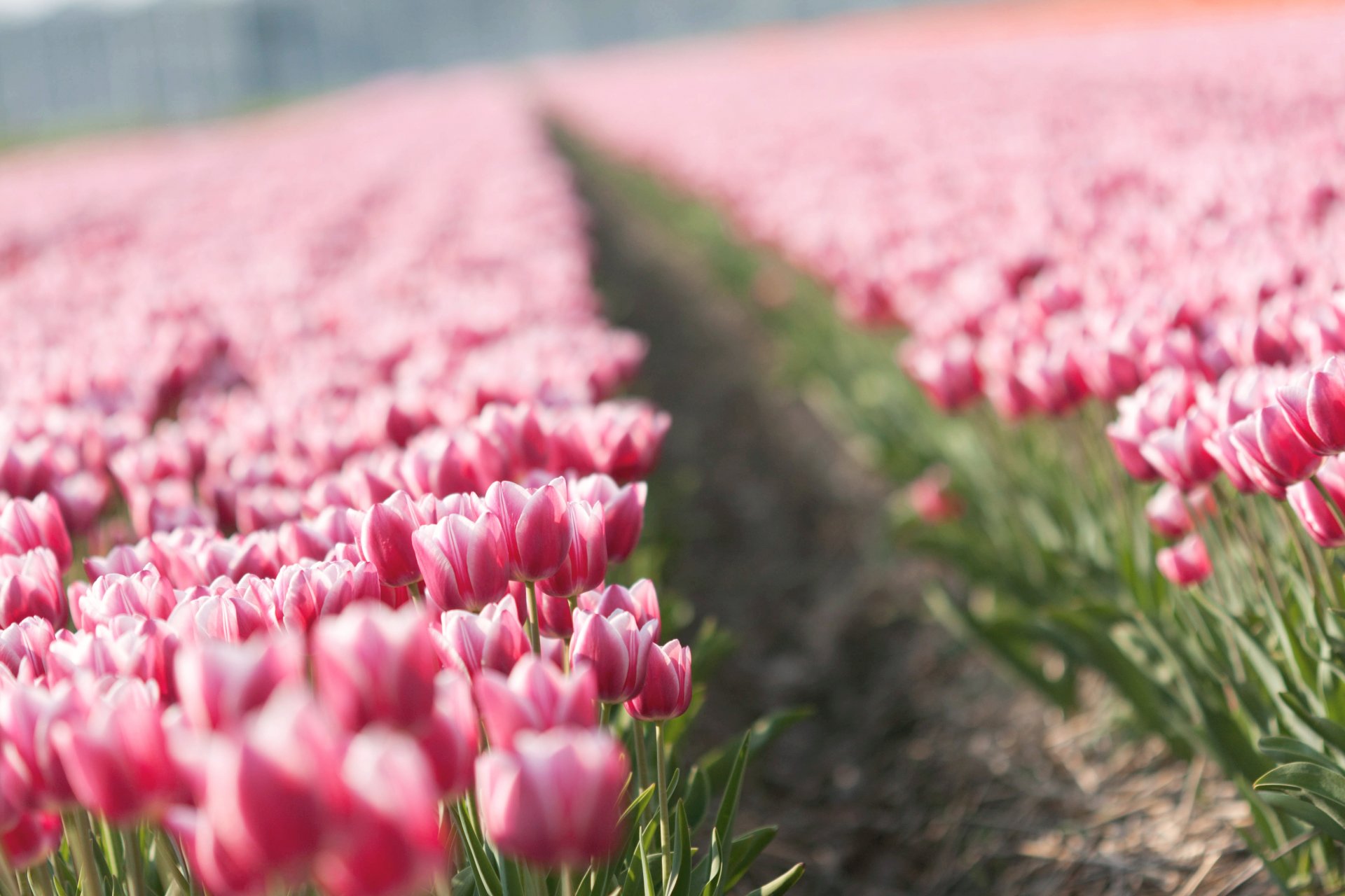 tulipany tulipan kwiaty pąki plantacja wiosna natura