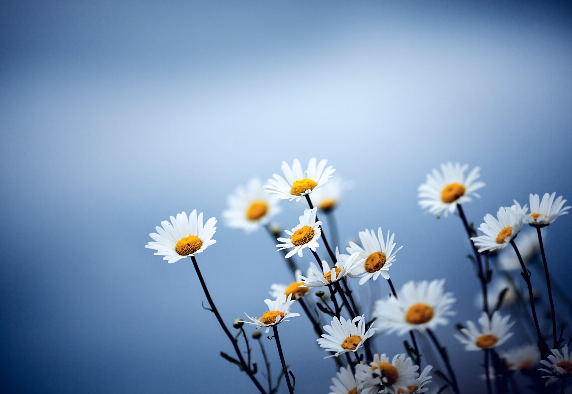 flower chamomile background blue