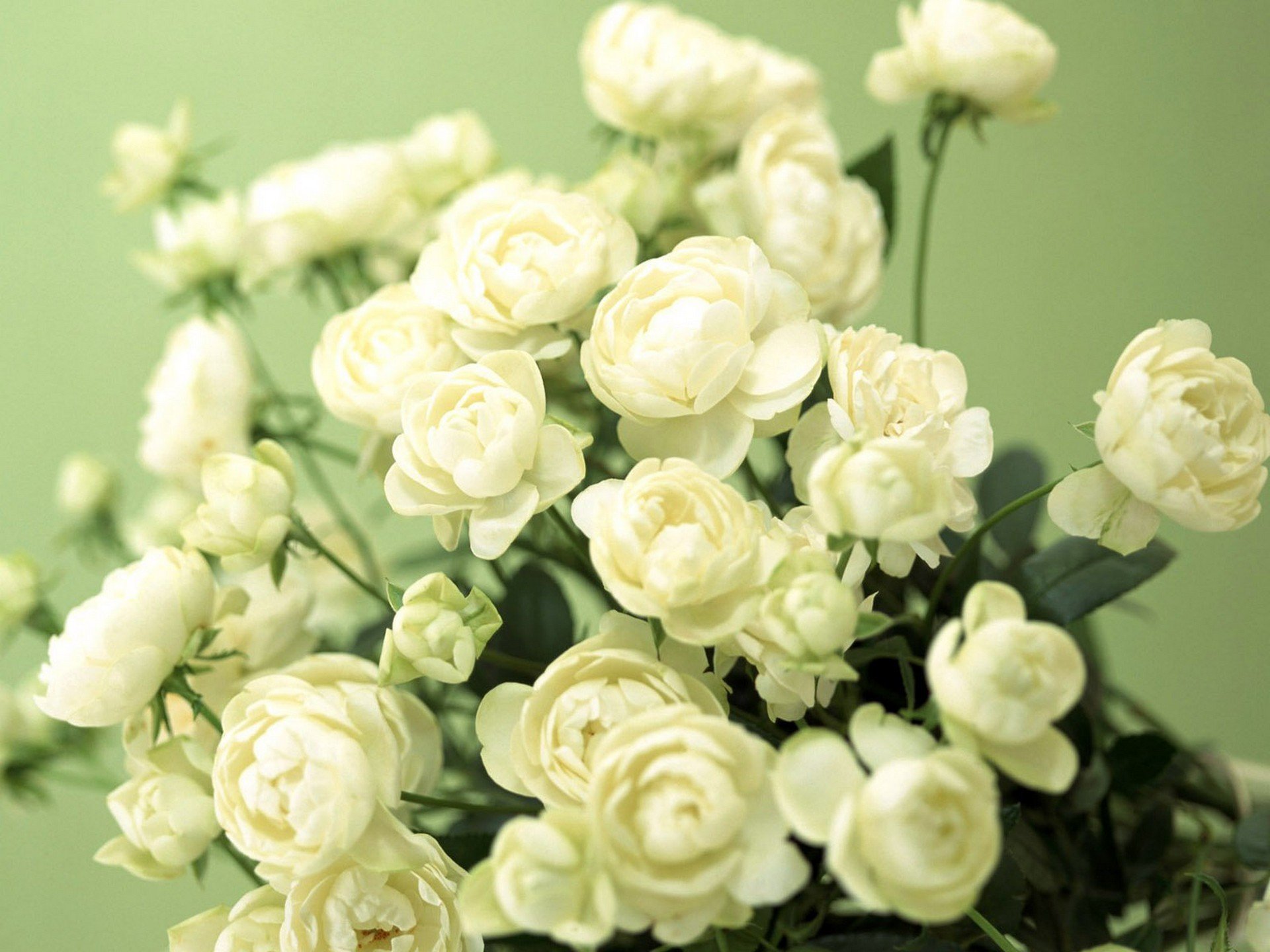 fiori boccioli verde bianco delicato carta da parati foto