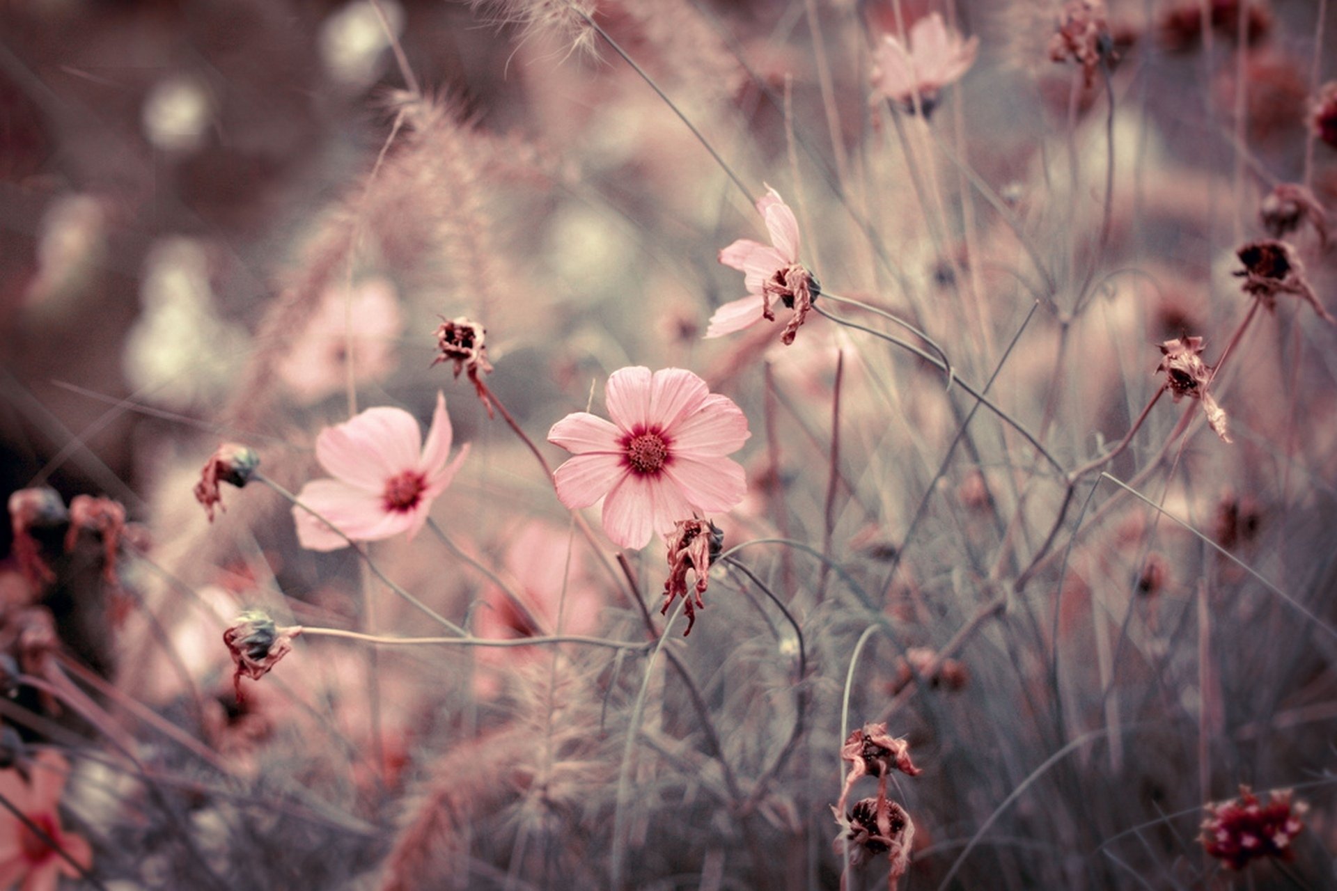 fiori macro rosa