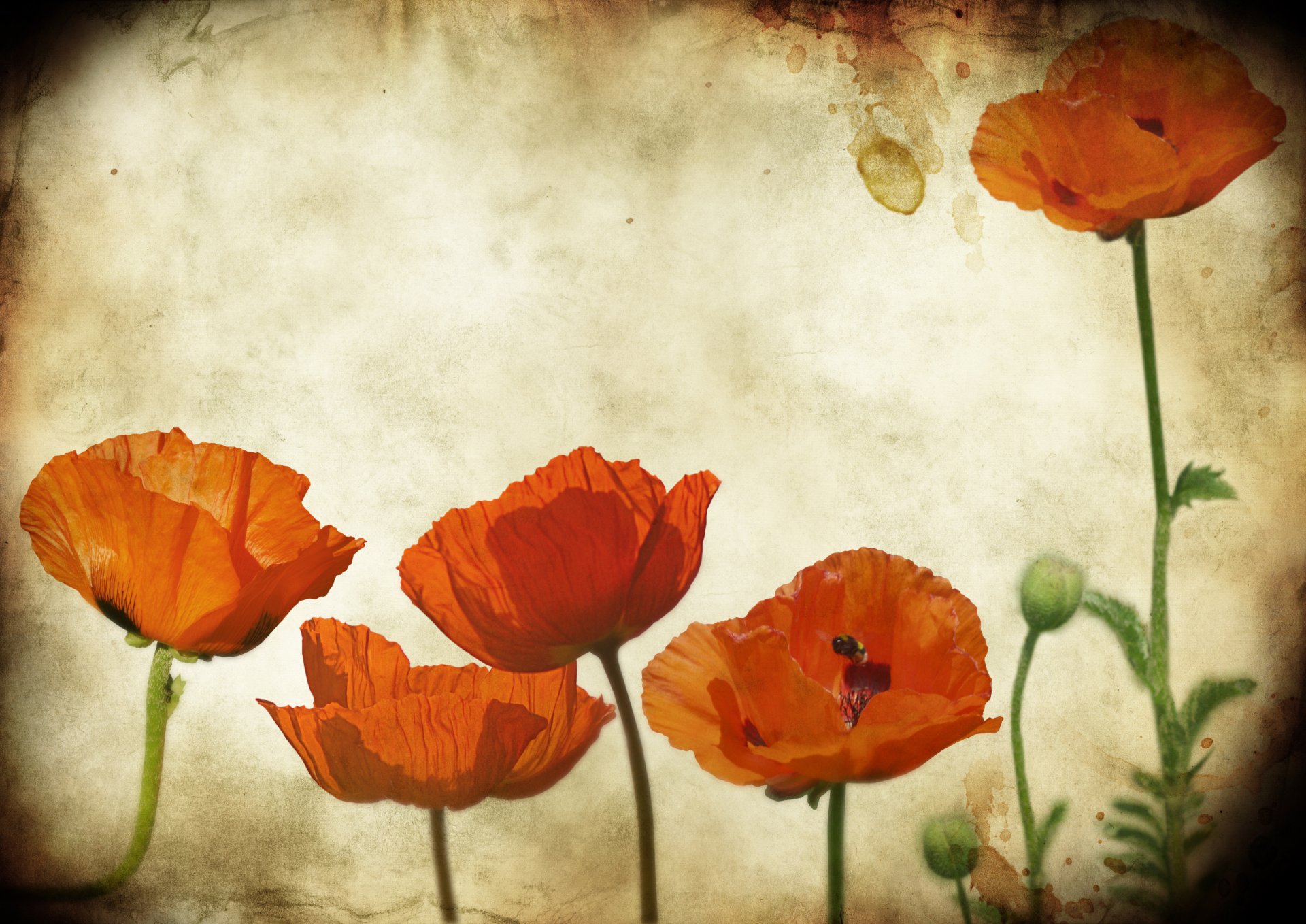 grunge textures poppy poppies flower paper