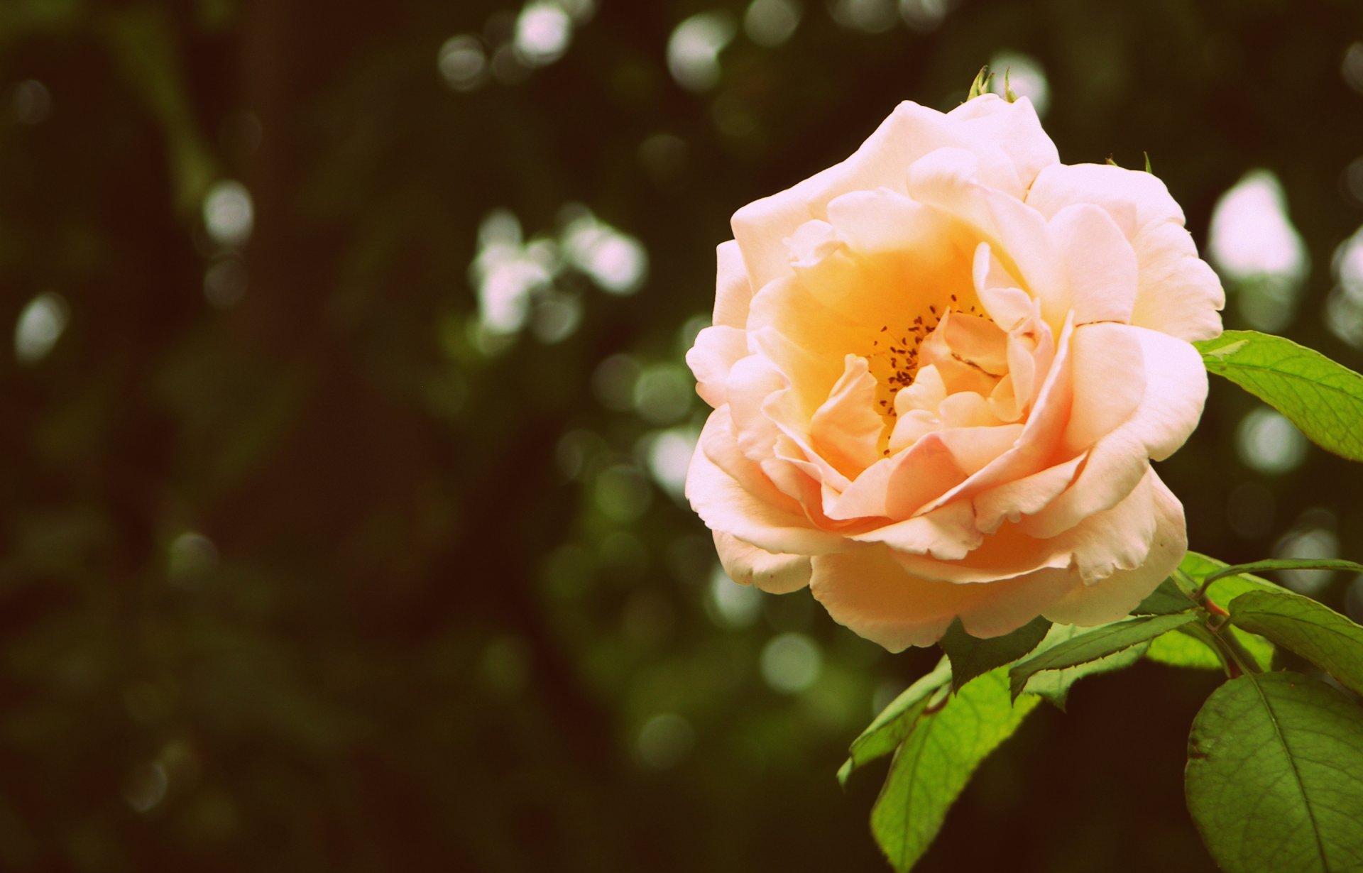 rose petals flower leaves bud green background reflections close up