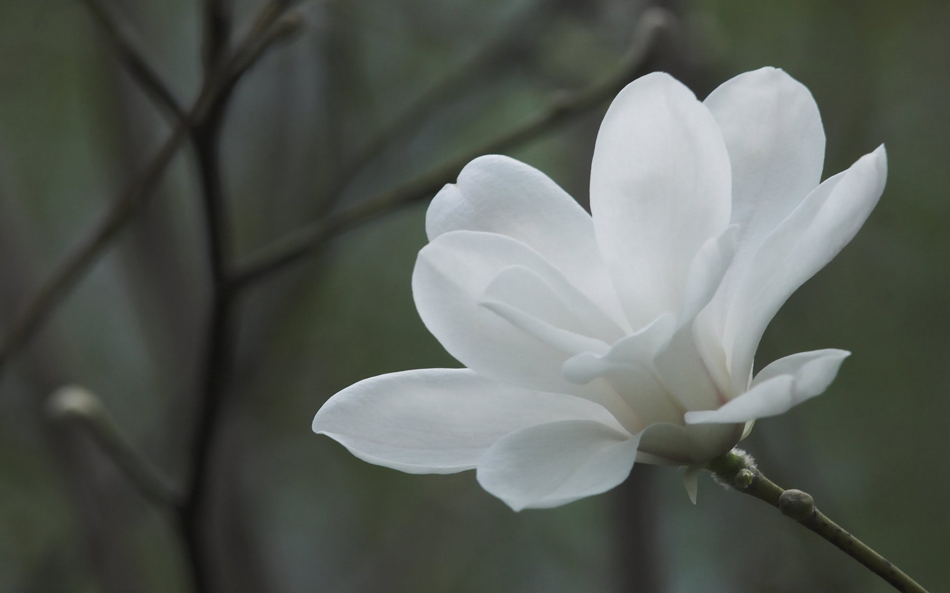 magnolia biały kwiat gałęzie gałęzie tło kwiaty wiosna makro