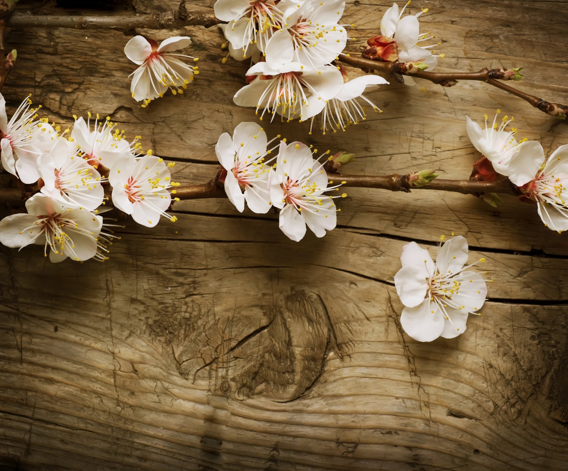 pommier branche planches planche arbre