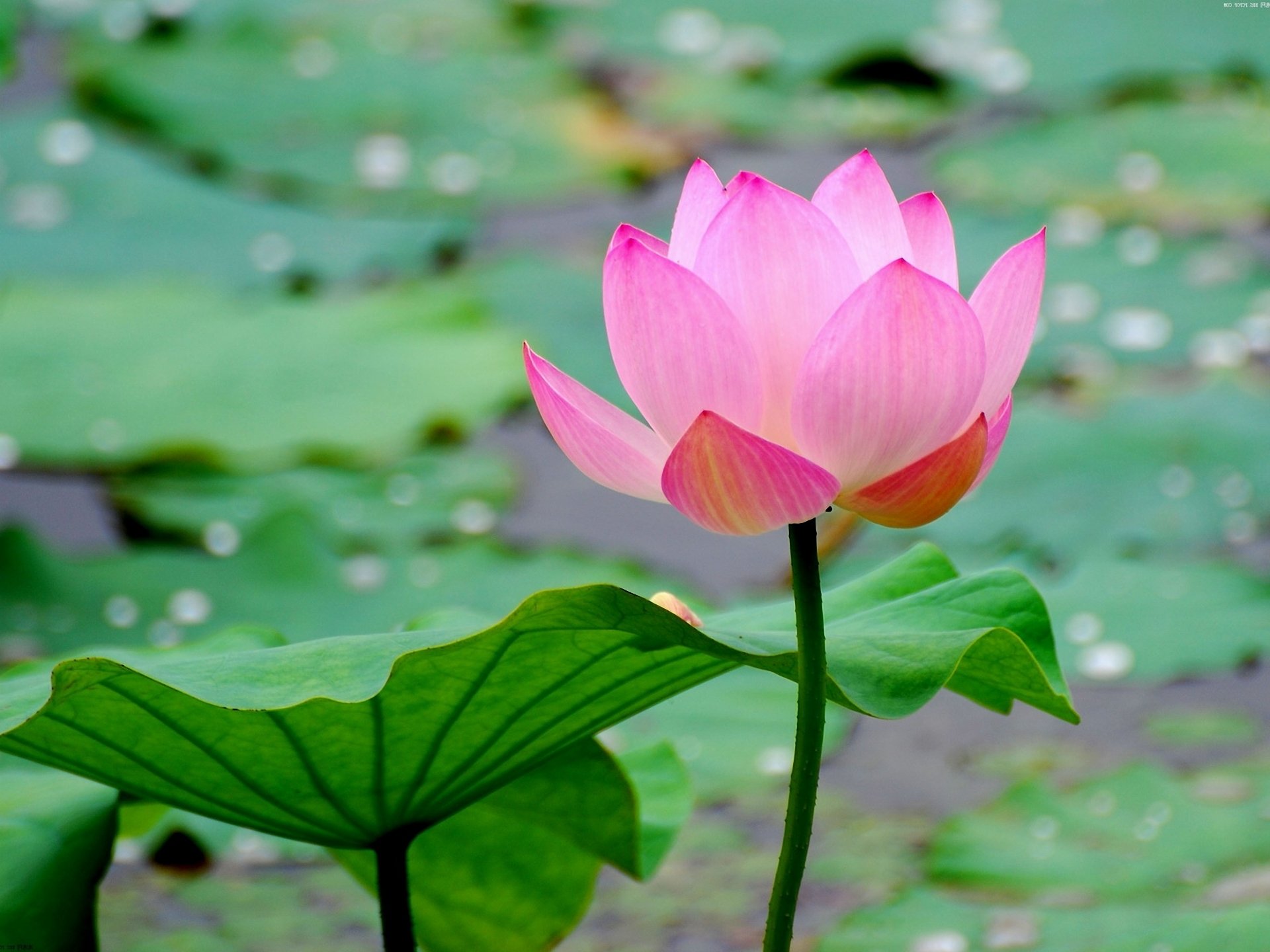 fleur lotus feuille gros plan étang eau