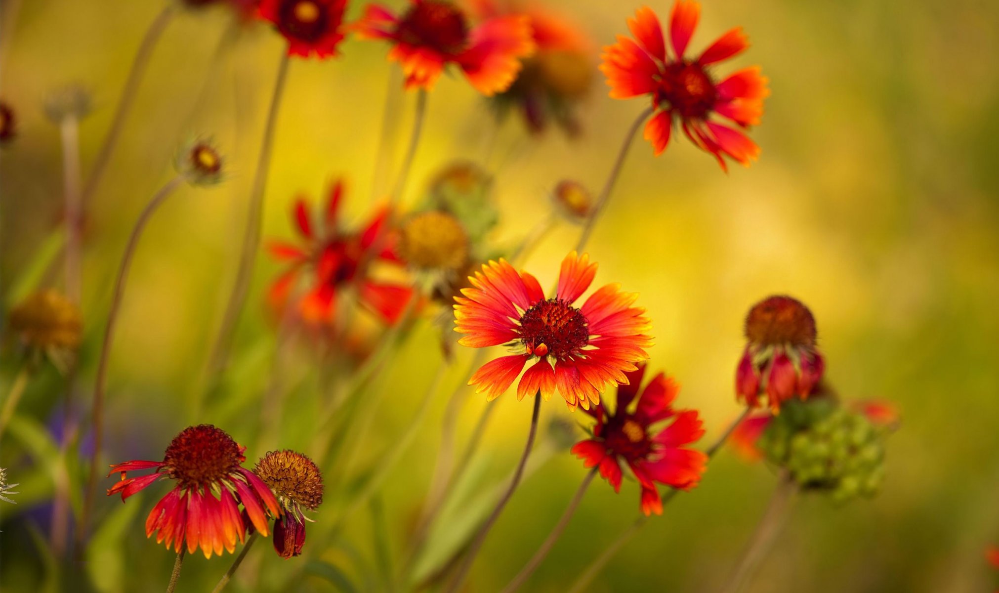 photo gros plan fleurs lumineux couleurs plante