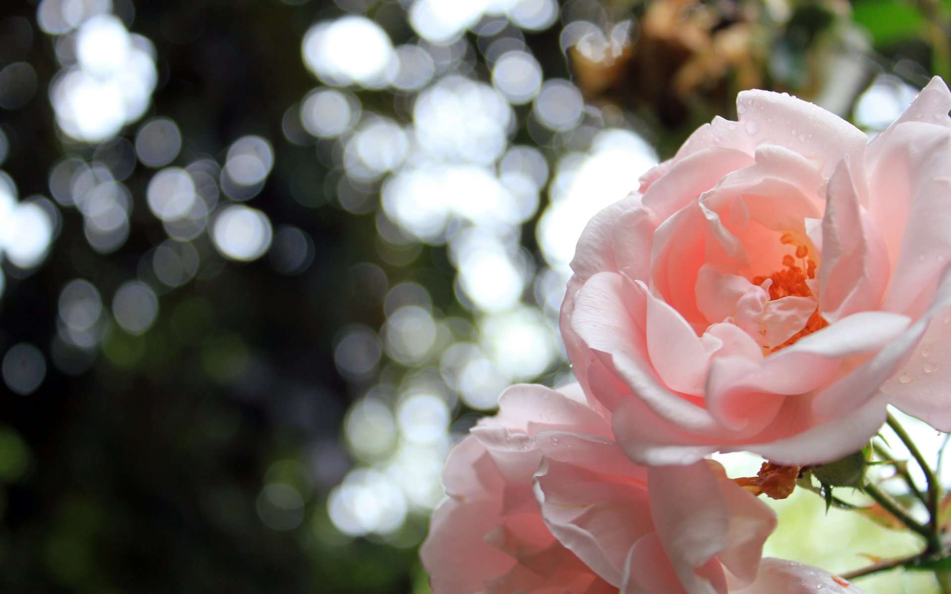 fleurs roses nature pétales bokeh 2560x1600