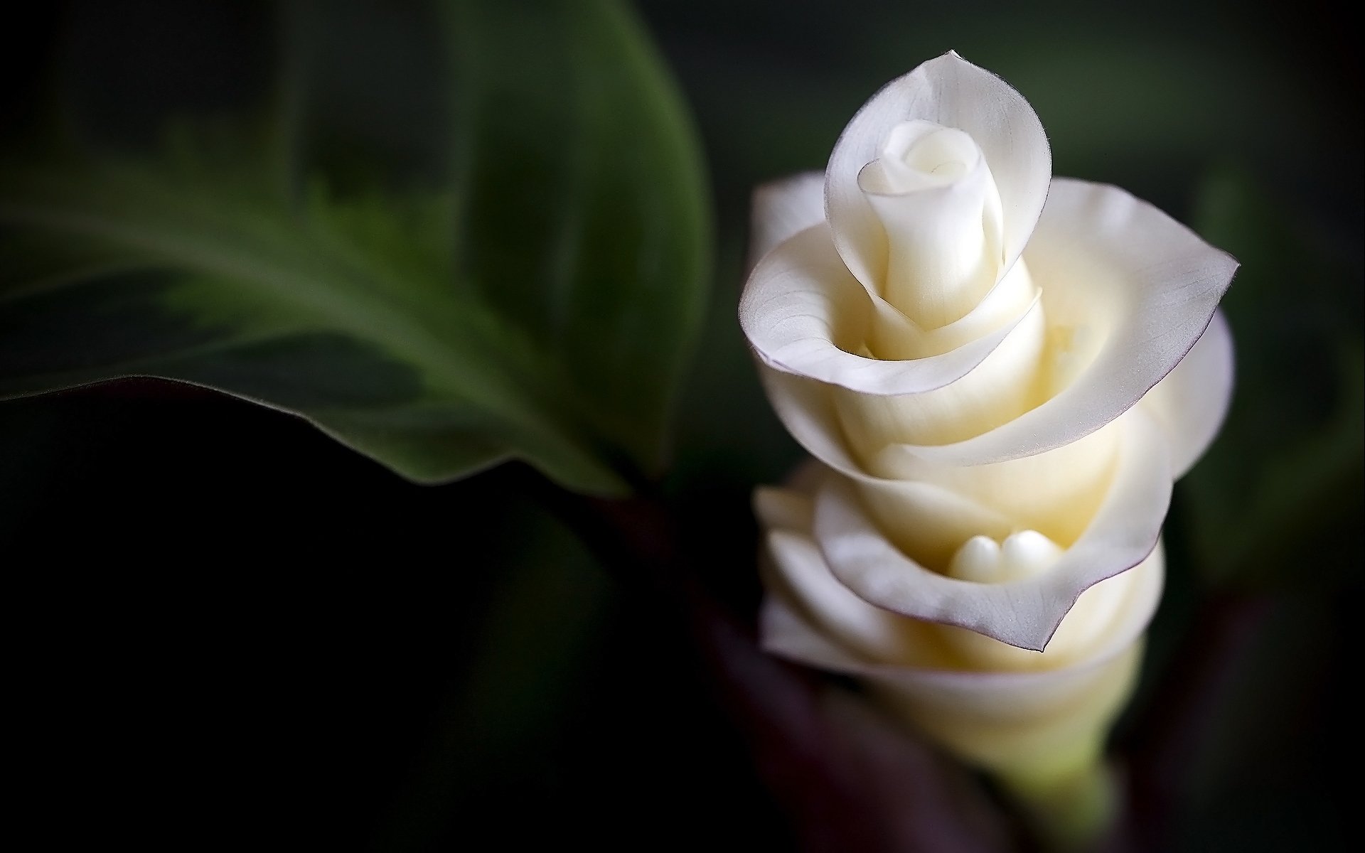 blumen zärtlichkeit makro blütenblätter