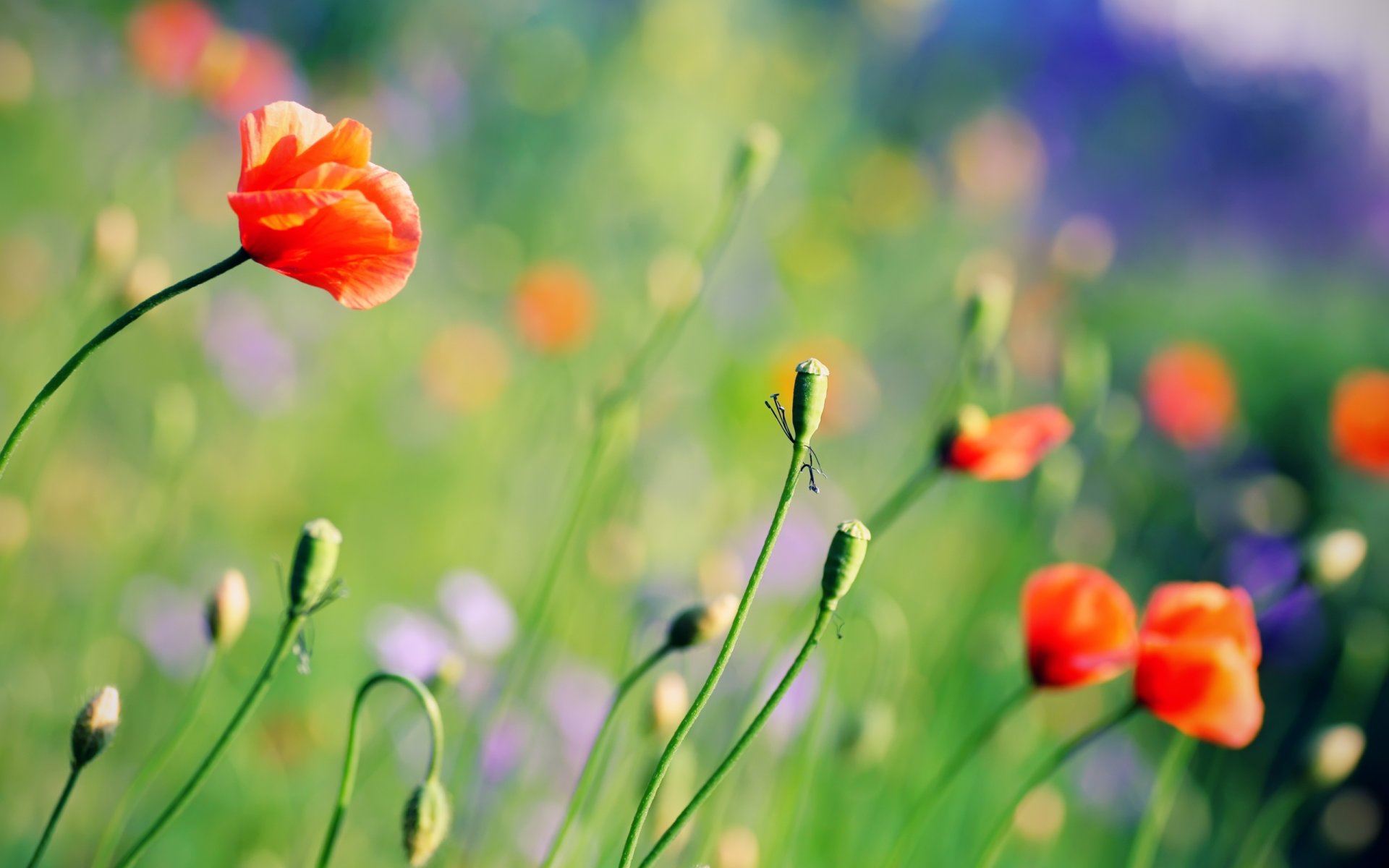 fiori papaveri radura estate luminoso colori piante sfondo carta da parati