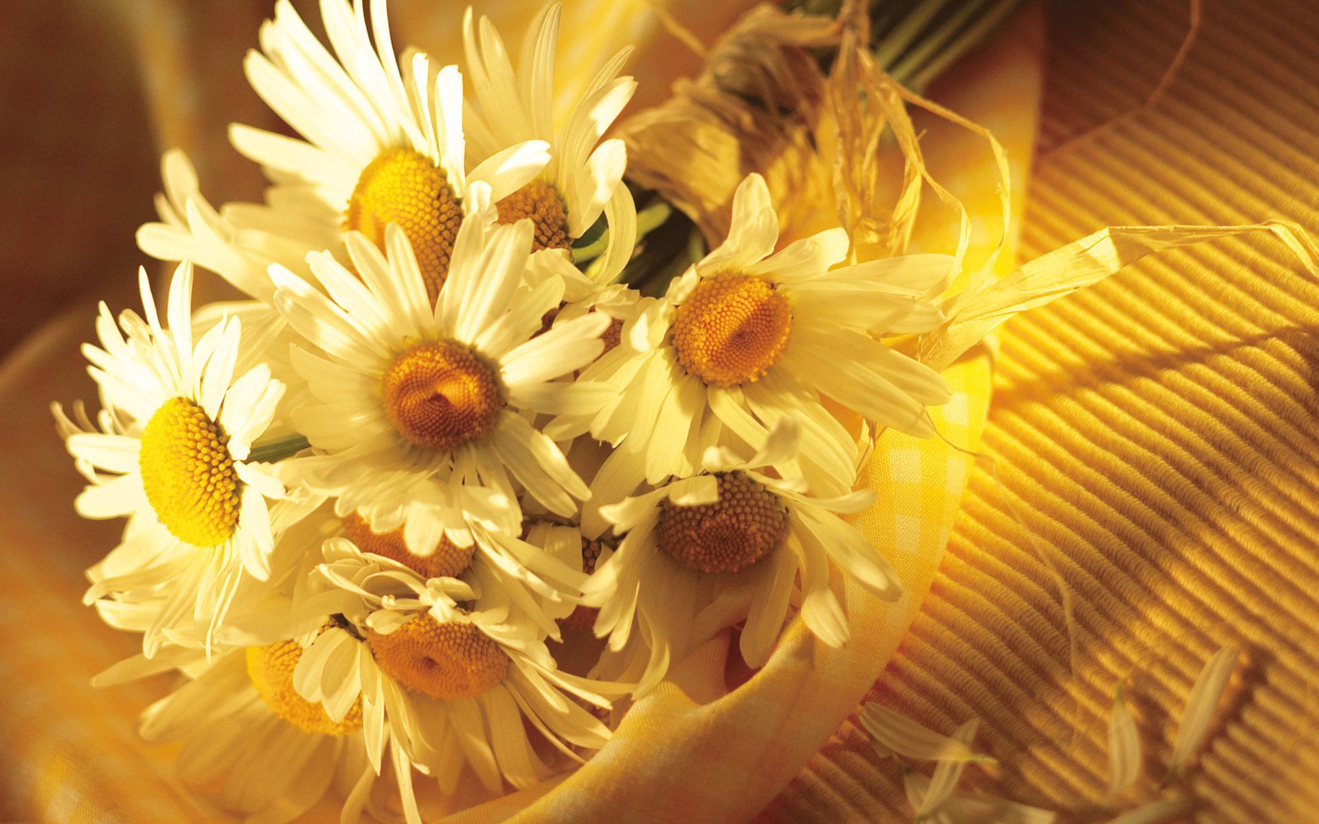 close up chamomile white petals bouquet background cloth