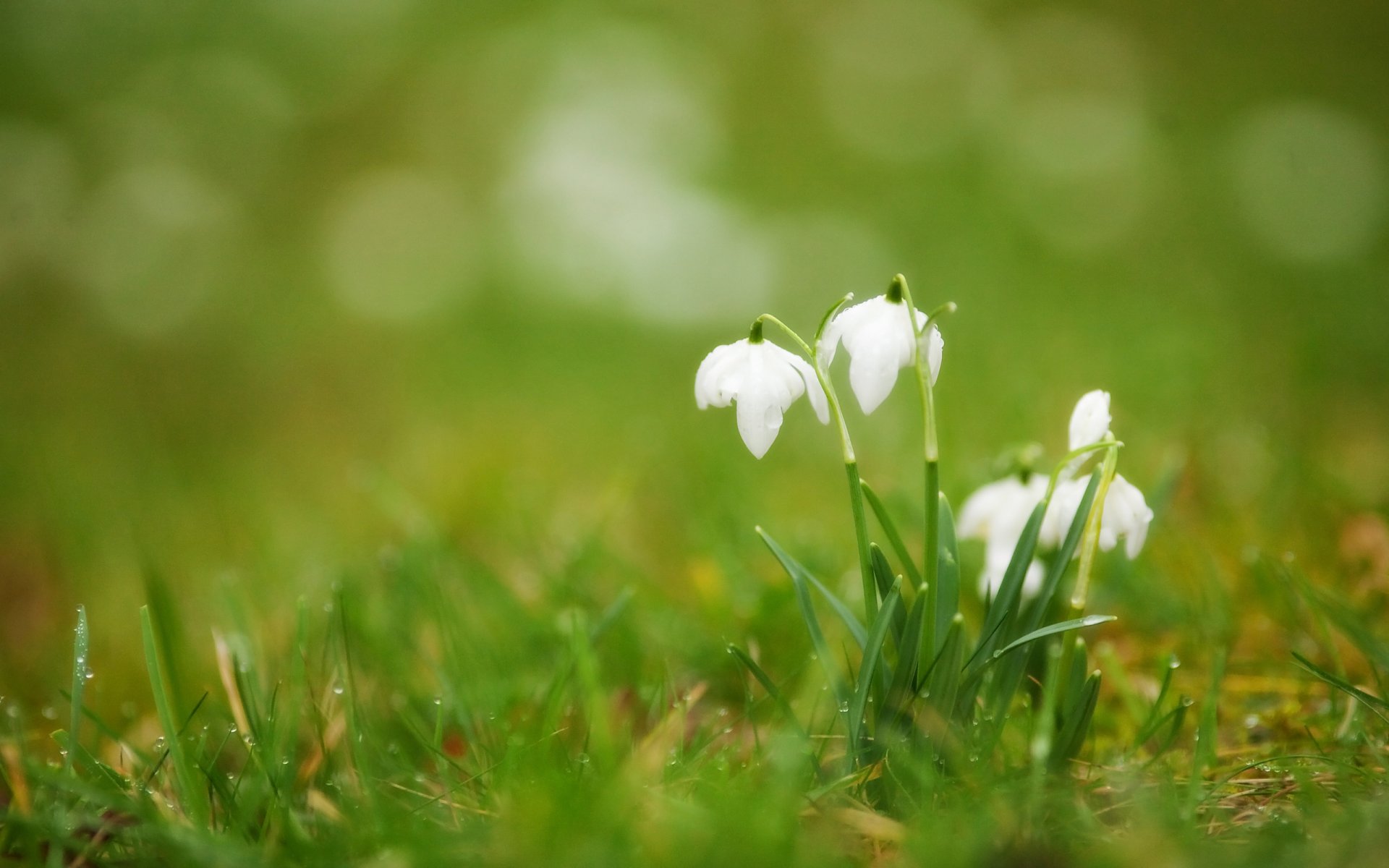 nowdrops white primrose buds grass drops rosa blur spring flower