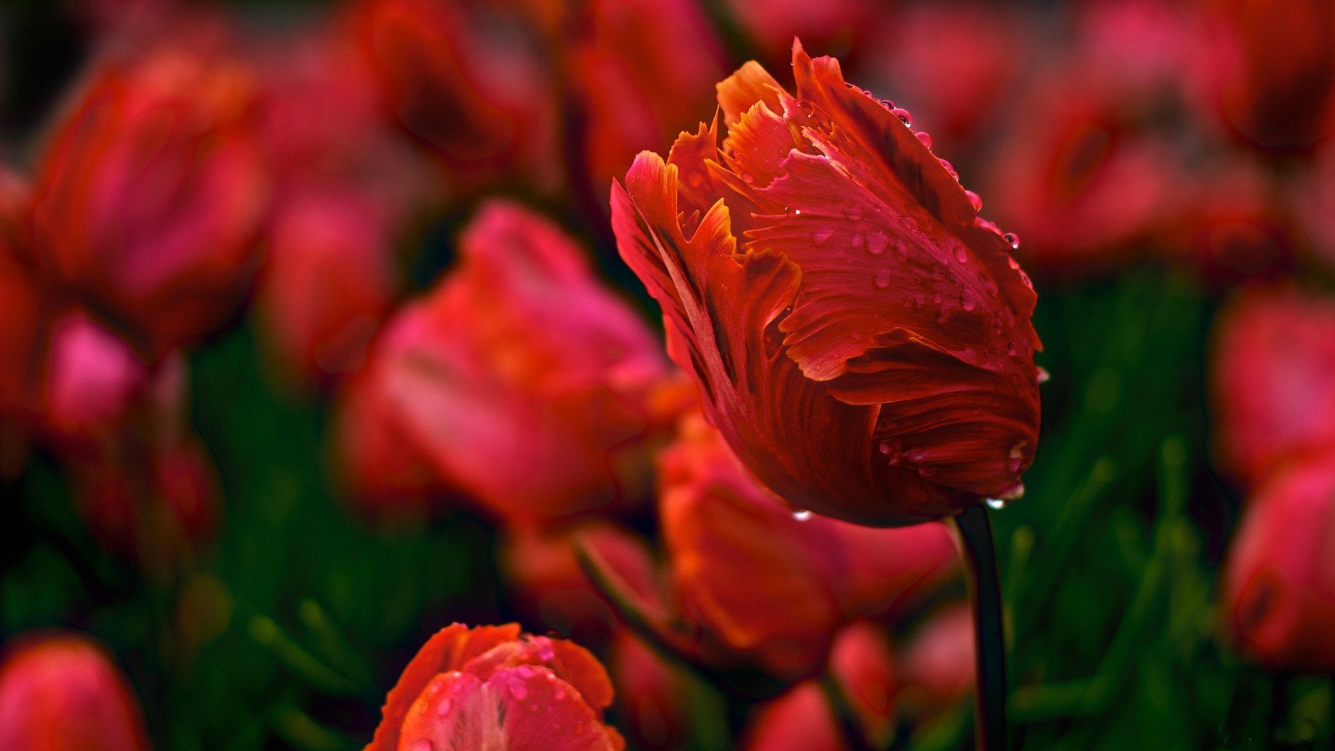 tulpen tulpe blumen knospen knospe blütenblätter tau wasser tropfen rot frühling natur