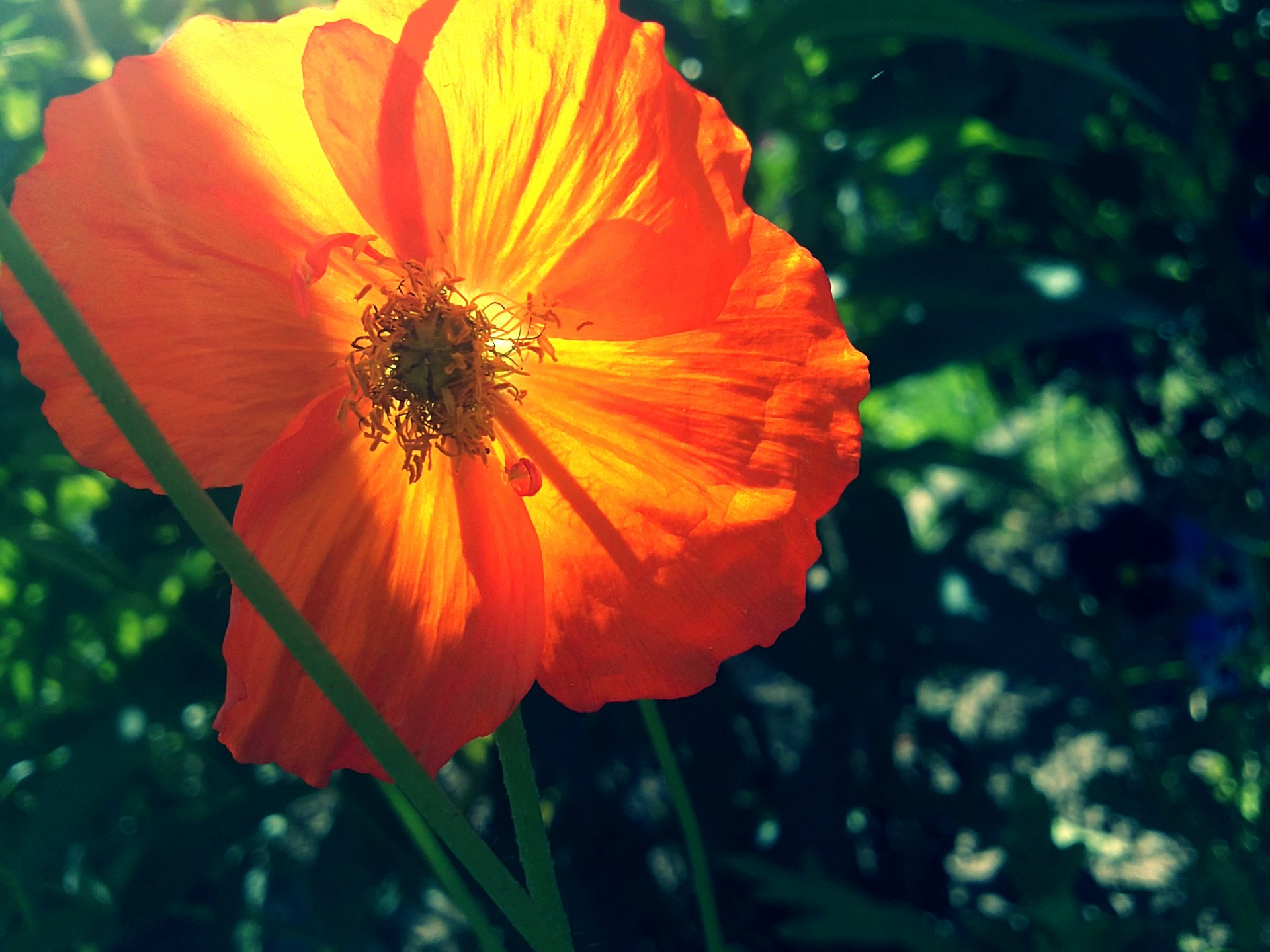 amapola naranja verde verano