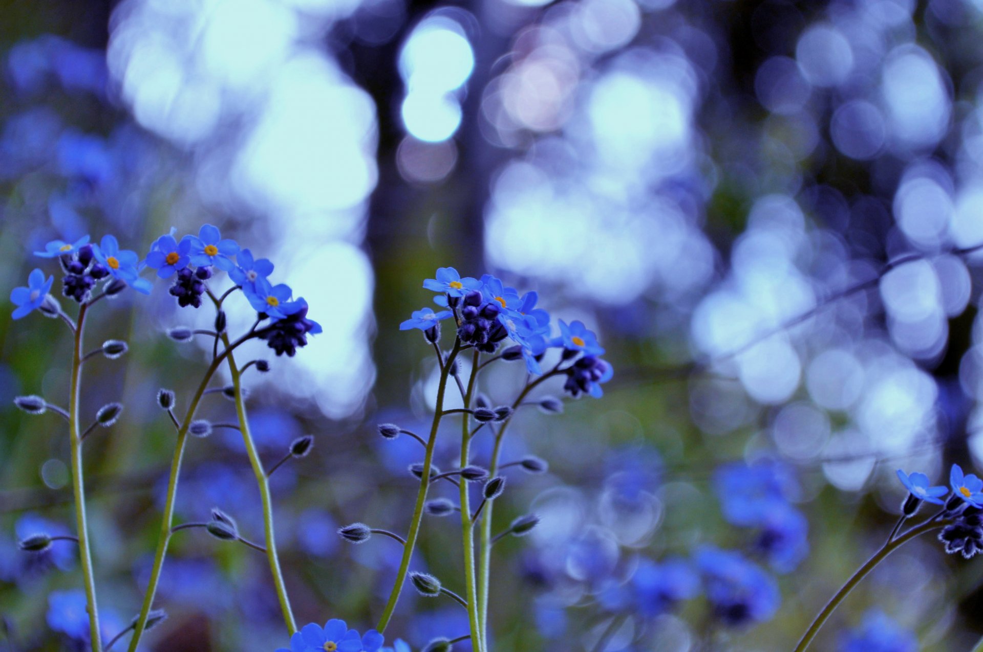 vergissmeinnicht blumen pflanzen gras licht farbe blau blendung unschärfe makro natur