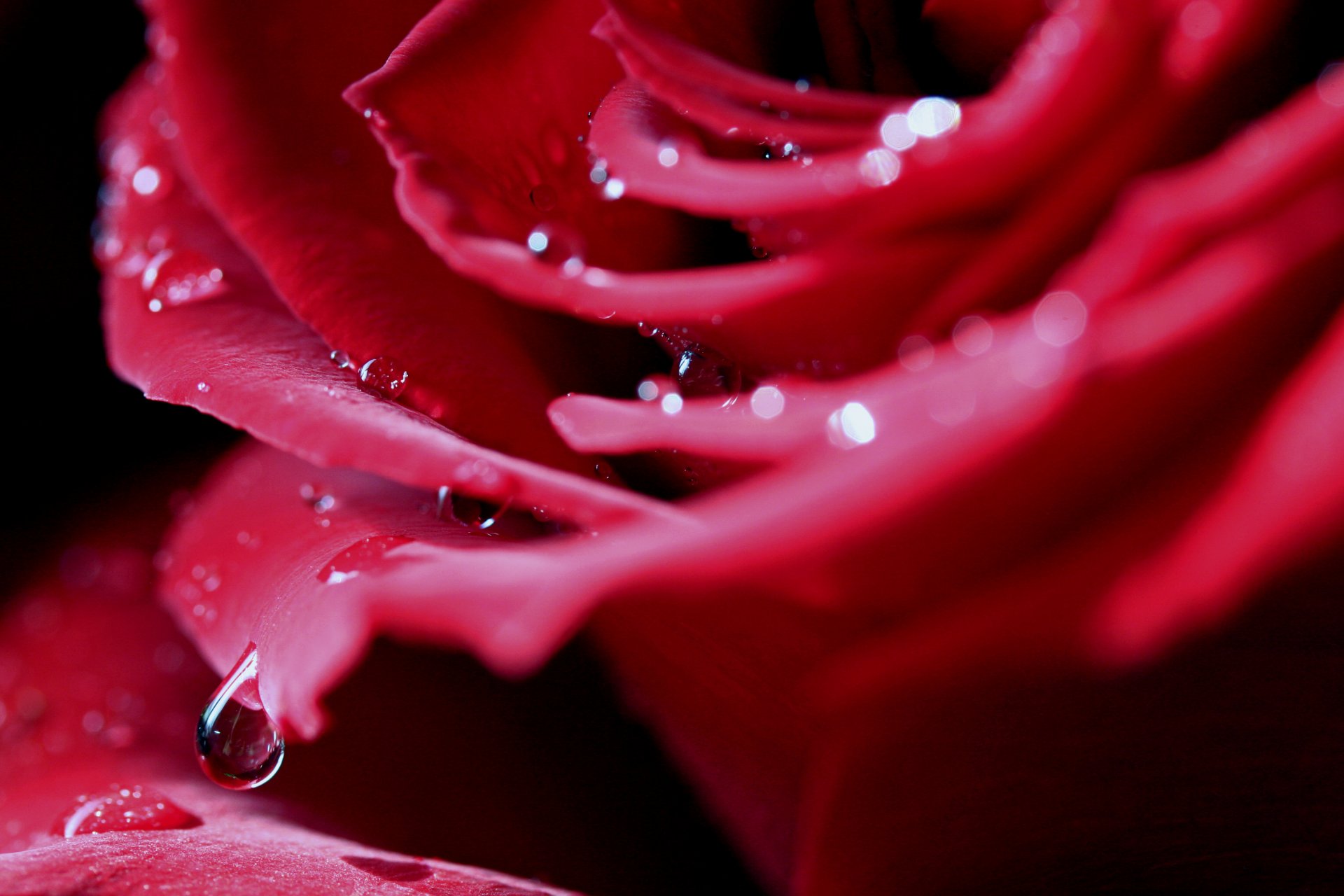 rose bourgeon pétales rouge goutte gouttes gros plan