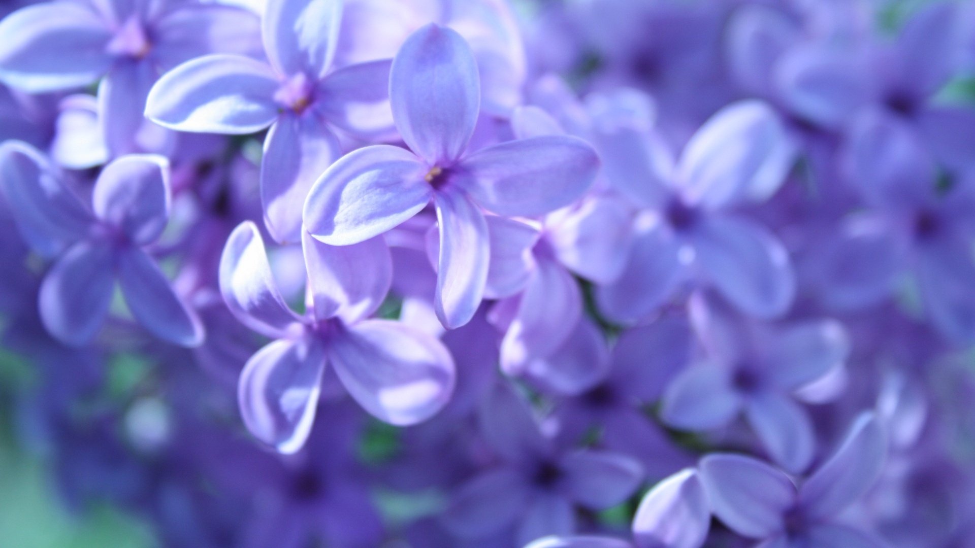 lilac close up spring bloom blur