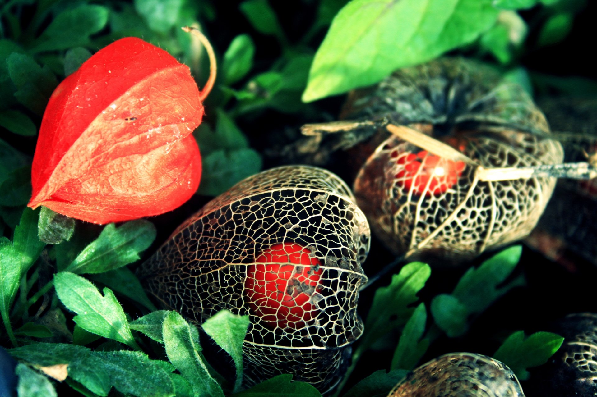 blumen physalis orange eine schachtel