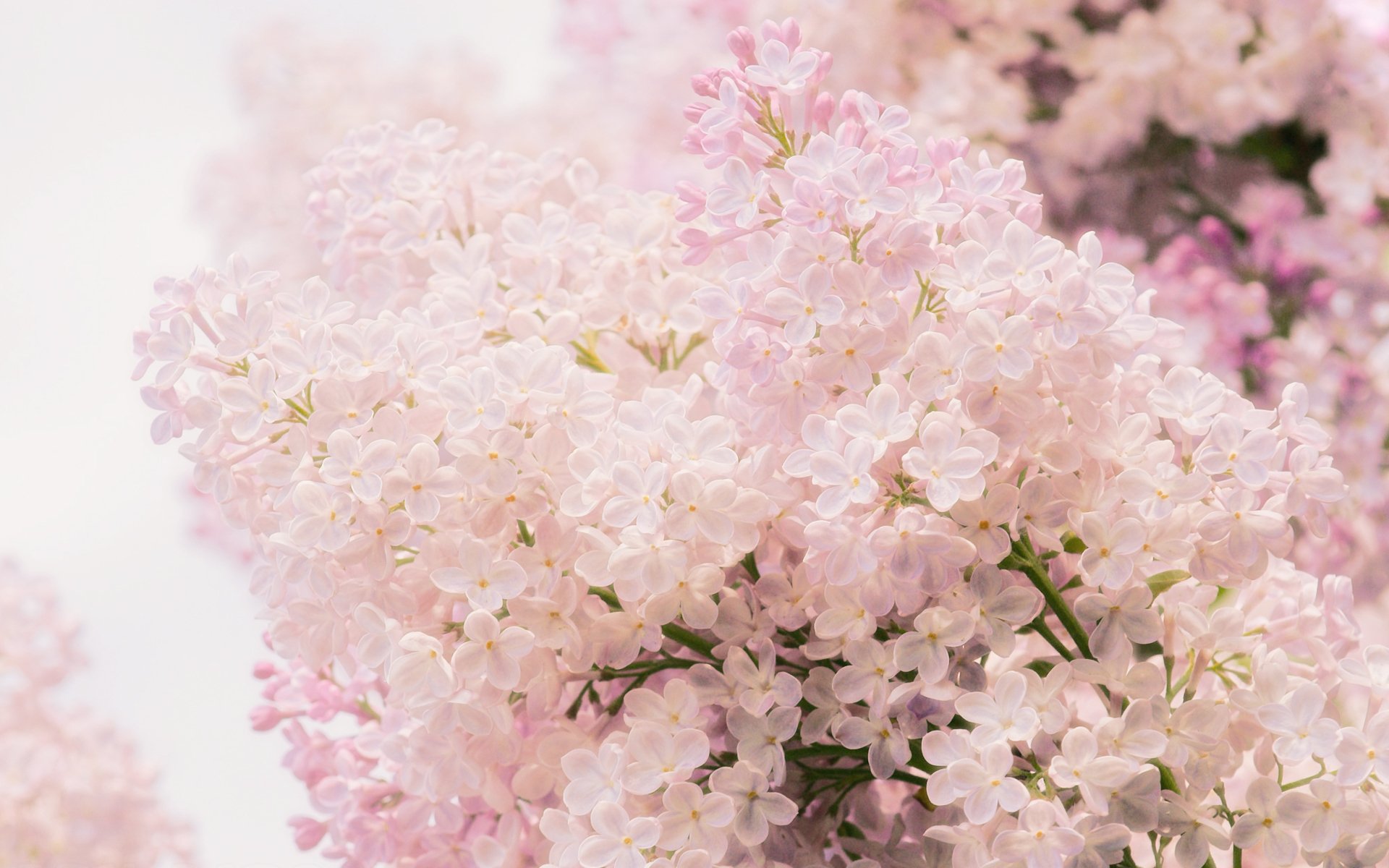 lilac pink tender spring flower close up