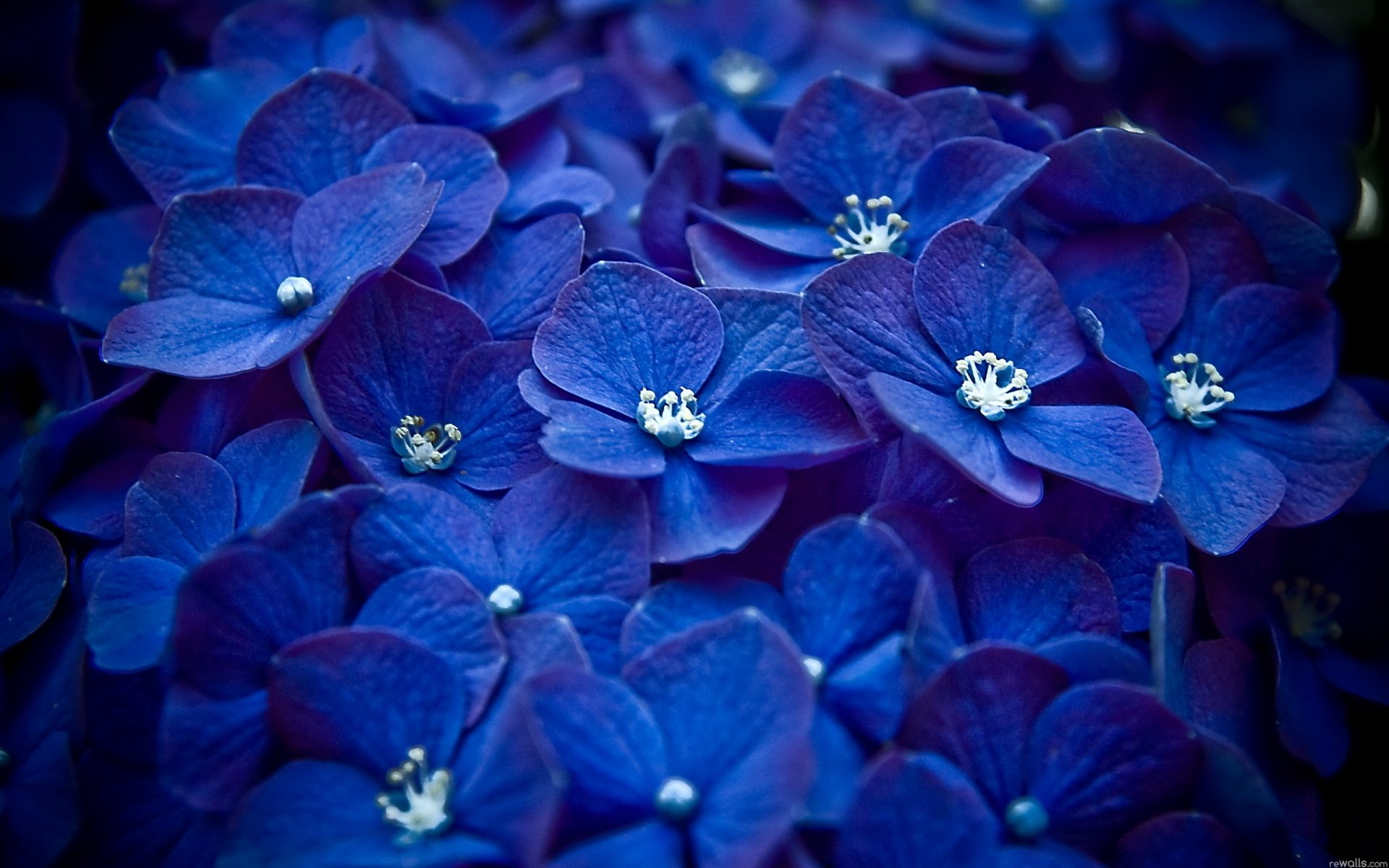 blumen blütenblätter viele blau makro