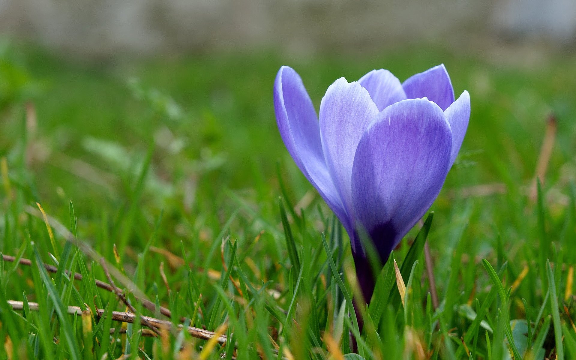 krokus primel blau blume gras frühling makro