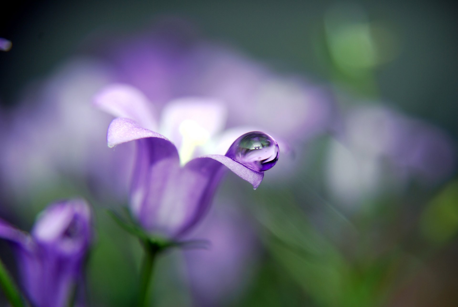 bell flower plants drops drop close up nature