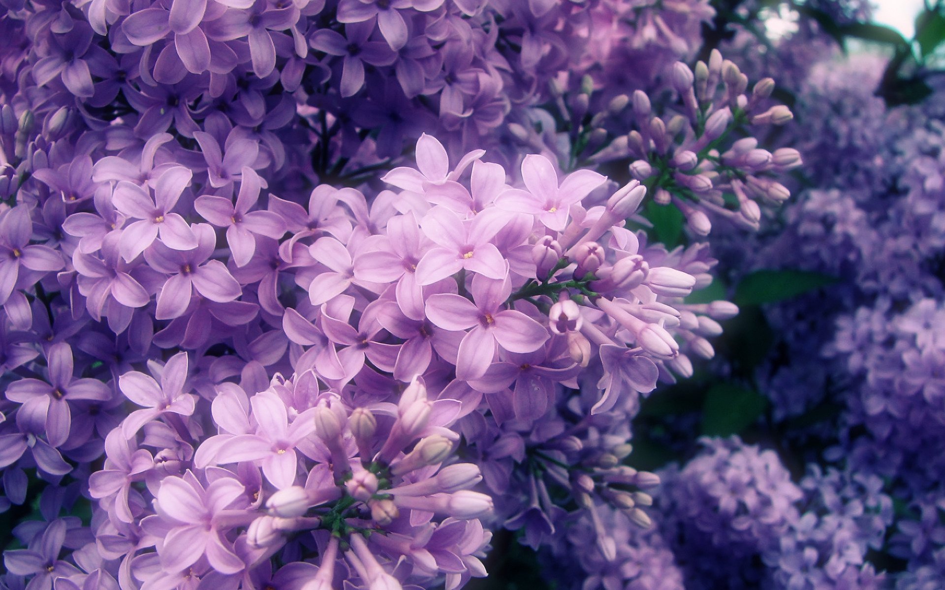 frühling blüte flieder blütenblätter zweig