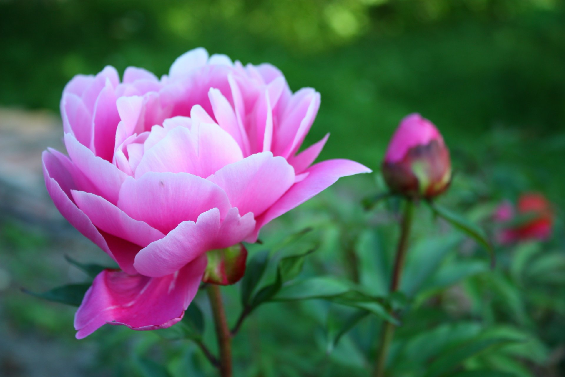 flower pink peony petals plants close up green