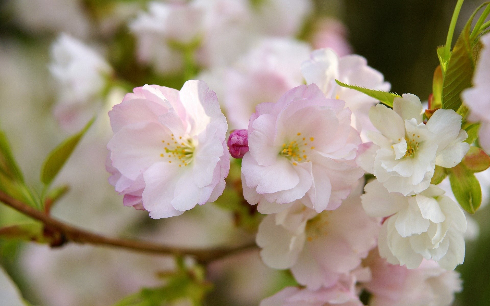 akura flower pink petals close up branch bloom spring