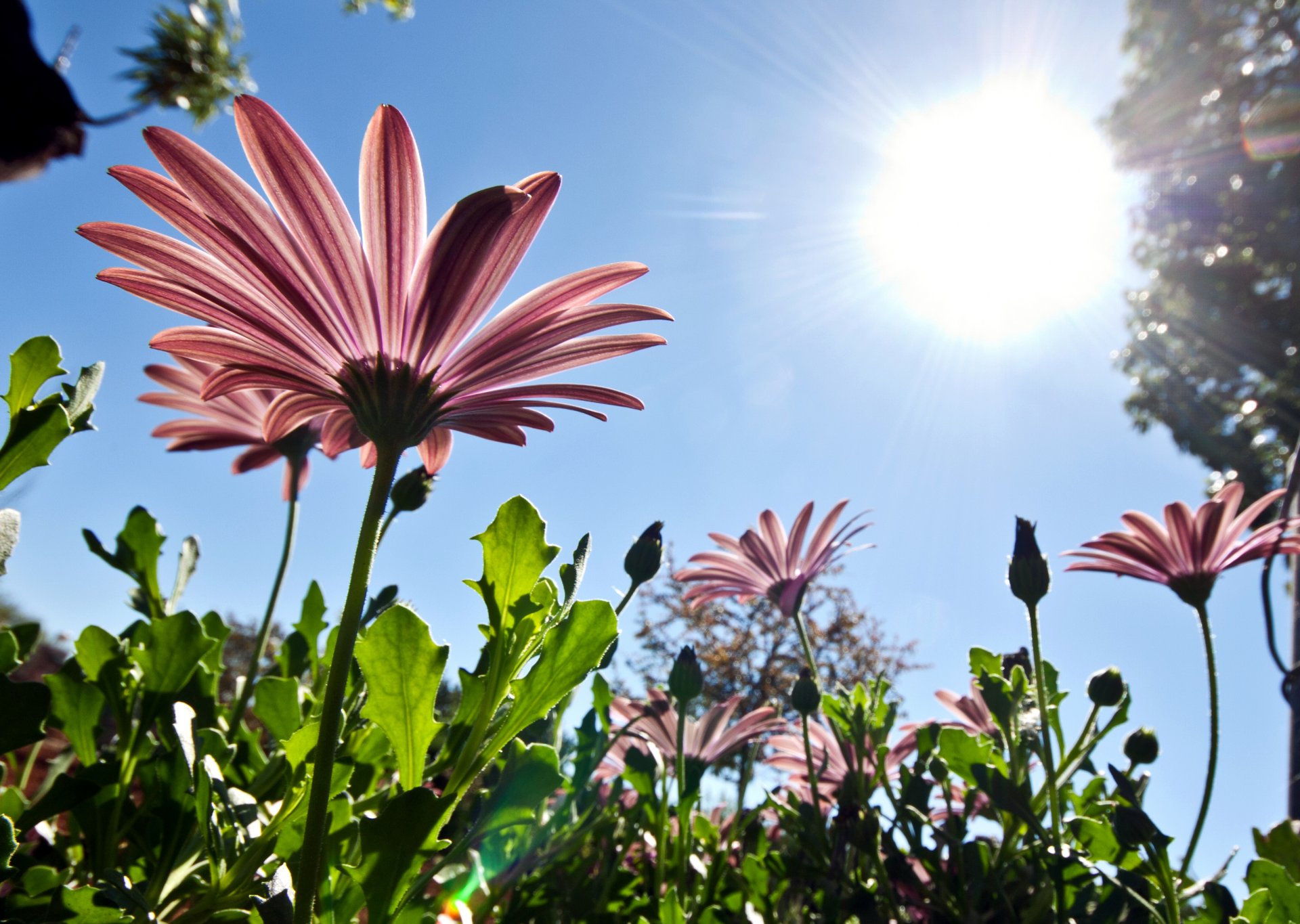 flower petals nature spring sky pink sun from the bottom up