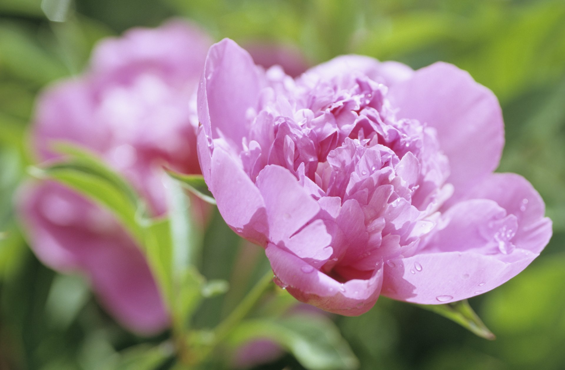 peony flower flowers bud petals pink dew drops macro nature