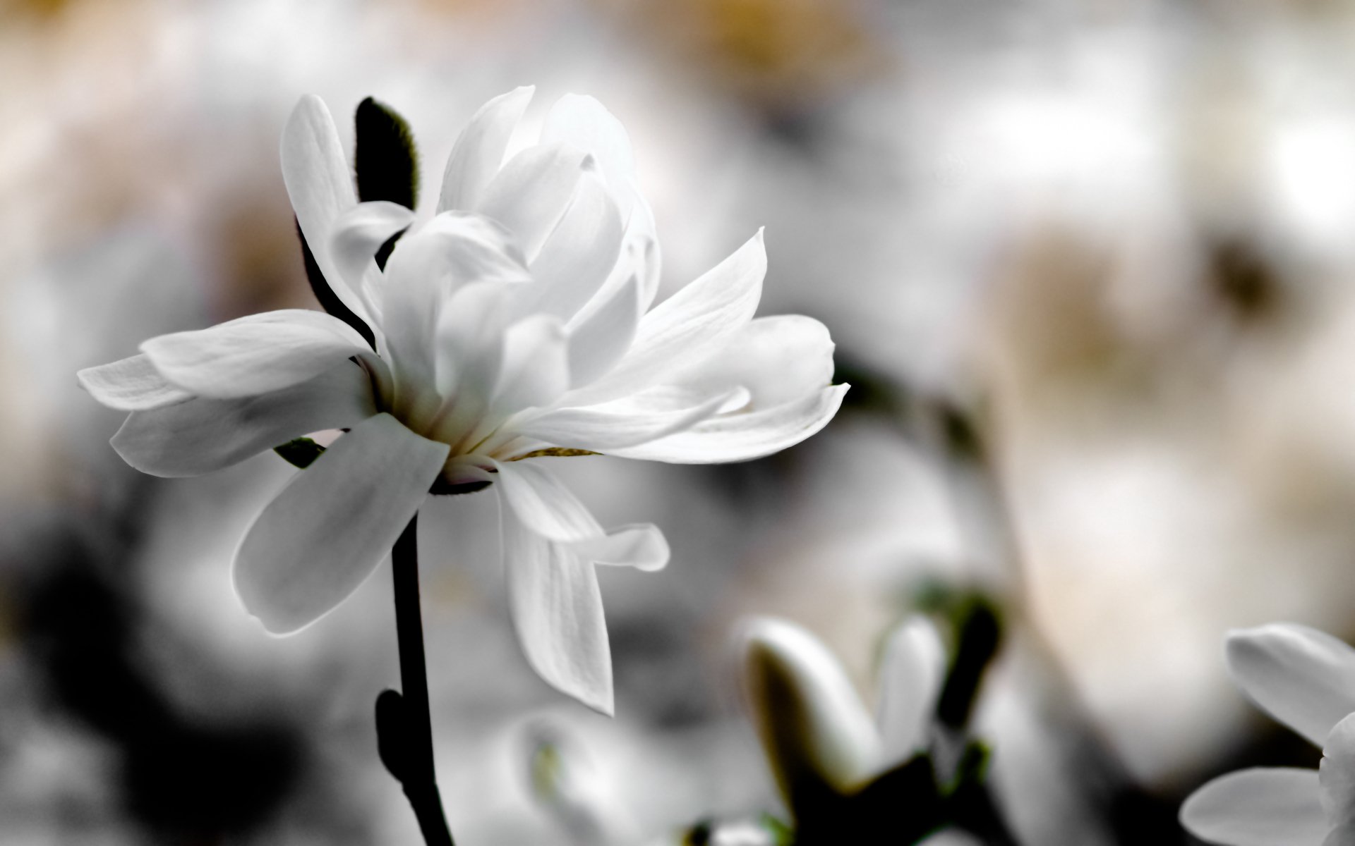 magnolia white flower background blur spring macro flower