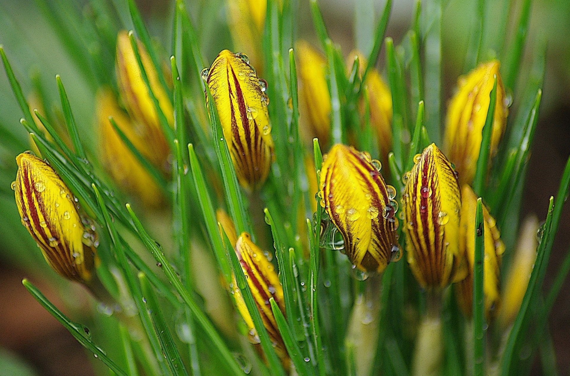 crocus fleurs bourgeons gouttes