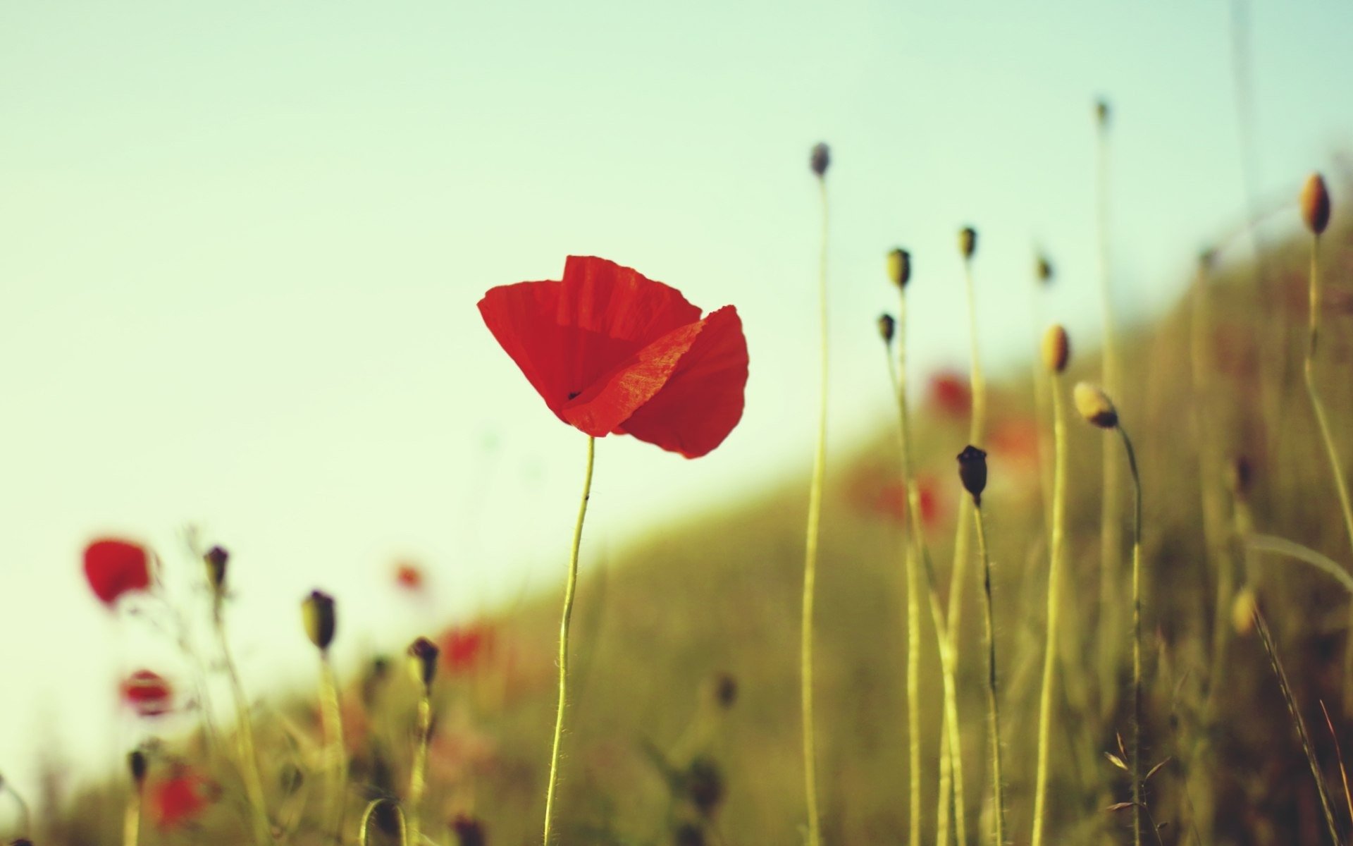 coquelicot rouge fleur tiges plantes herbe champ été gros plan