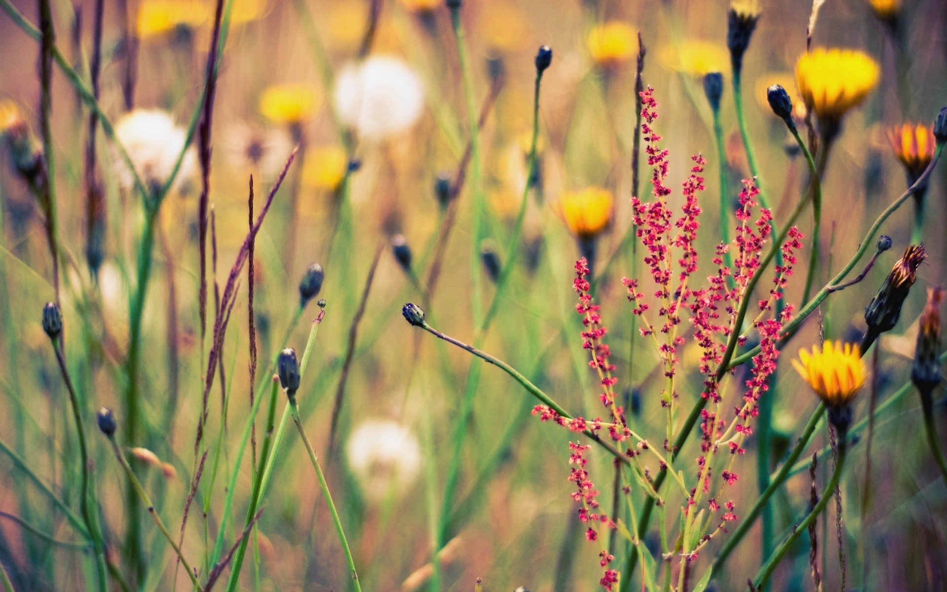 verano claro naturaleza flores plantas hierbas fondo fondos de pantalla imágenes